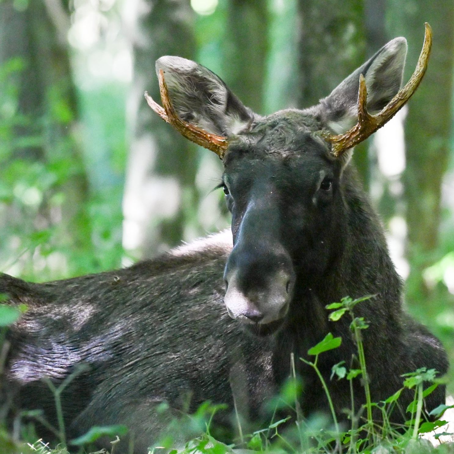 Elch "Emil" ging zwischen Bayern und Tschechien offline.
