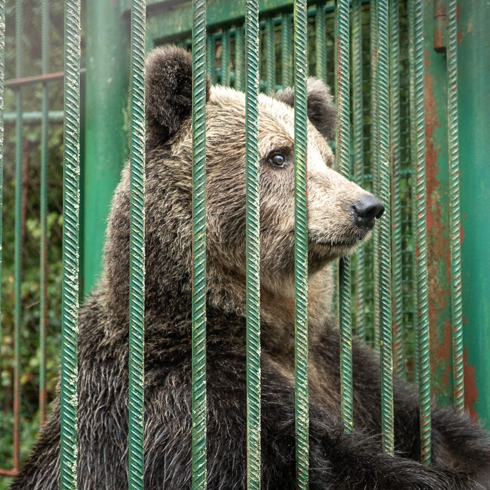"Mici" hat ihr Leben bisher in einem Käfig verbracht.
