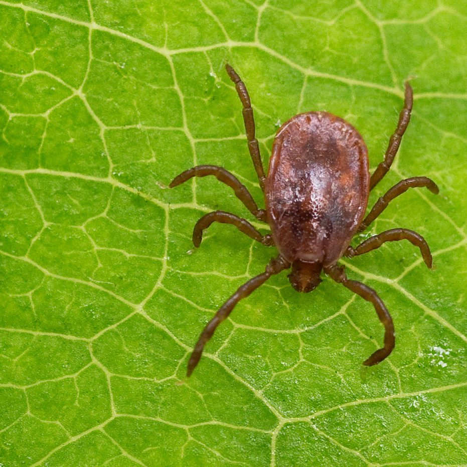 Die FSME-Impfung verhinderte 10.000 Erkrankungen.