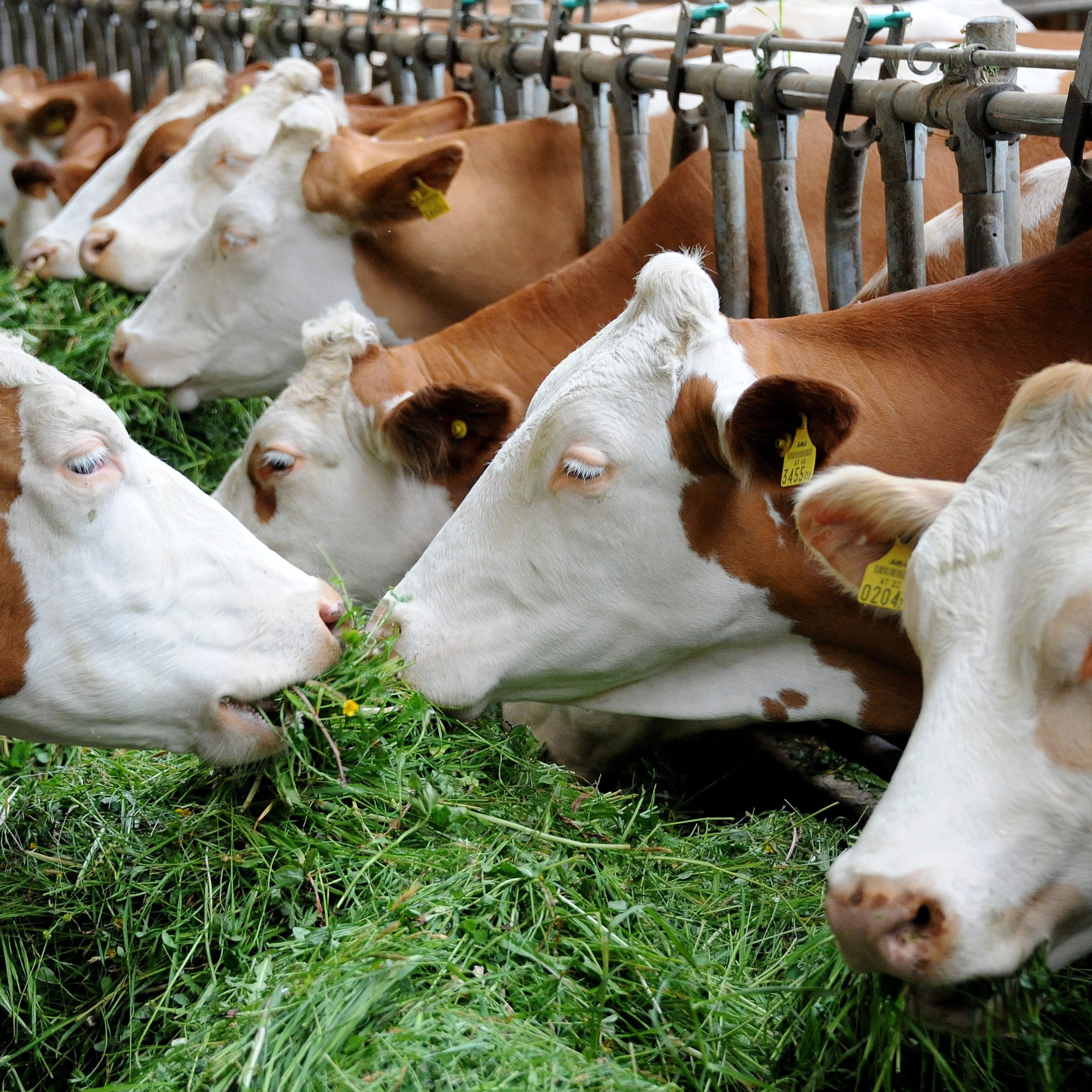 Rinder-Tuberkulose ist eine ansteckende bakterielle Erkrankung, die Nutztiere und Wildtiere betreffen kann.