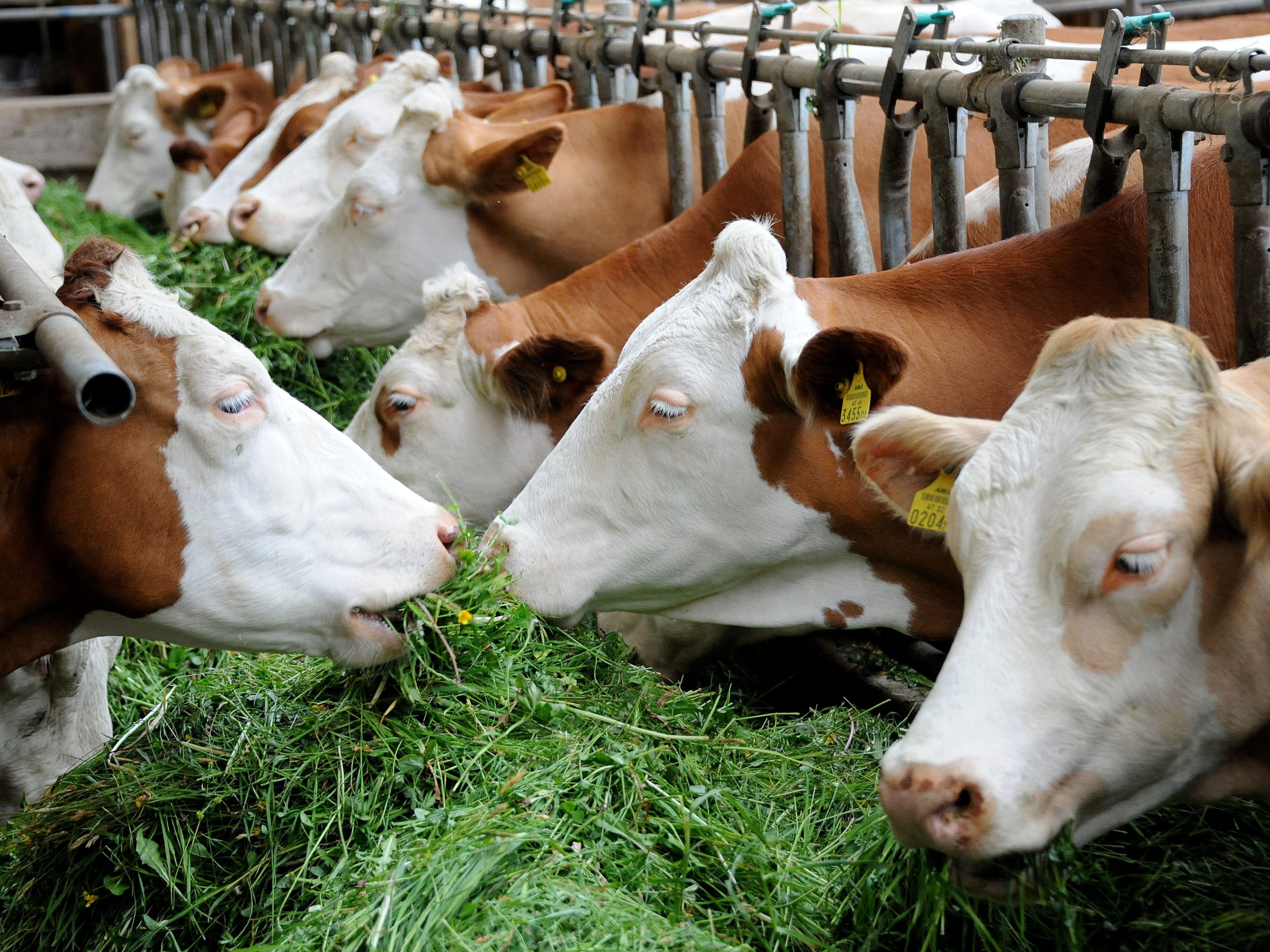 Rinder-Tuberkulose ist eine ansteckende bakterielle Erkrankung, die Nutztiere und Wildtiere betreffen kann. Rinder-Tuberkulose ist eine ansteckende bakterielle Erkrankung, die Nutztiere und Wildtiere betreffen kann.