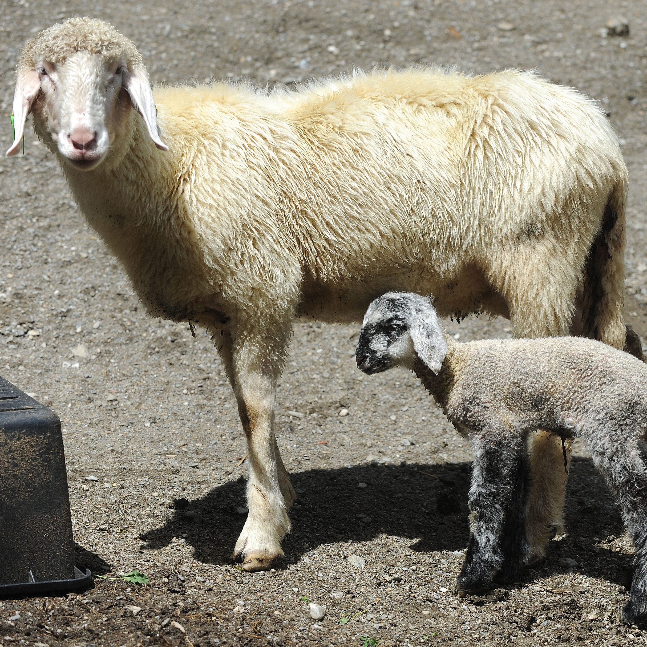 Ein Schaf und ein Junges.