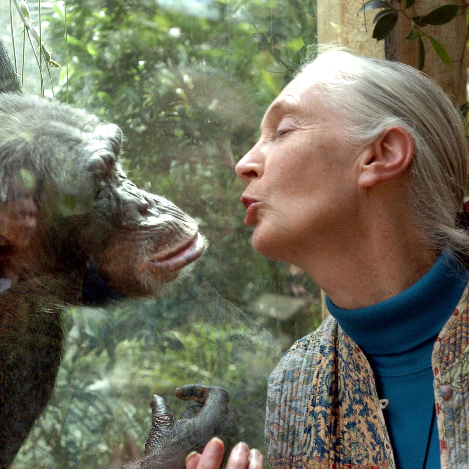 Der Tod von Jane Goodall sorgt für weltweite Trauer.