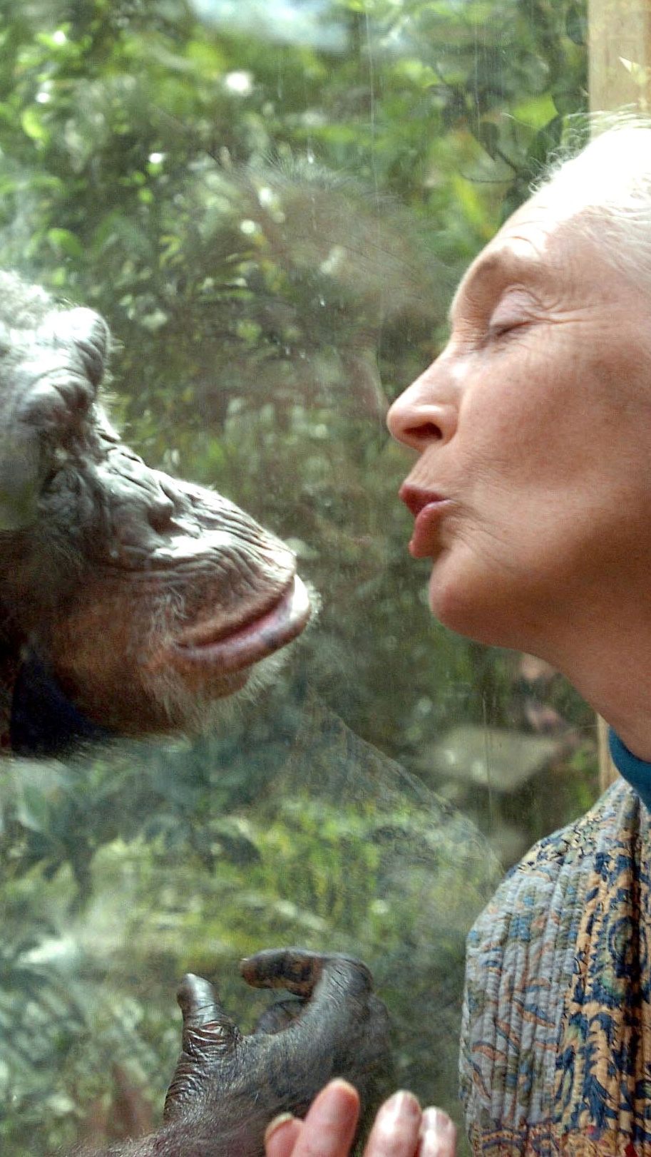 Der Tod von Jane Goodall sorgt für weltweite Trauer.