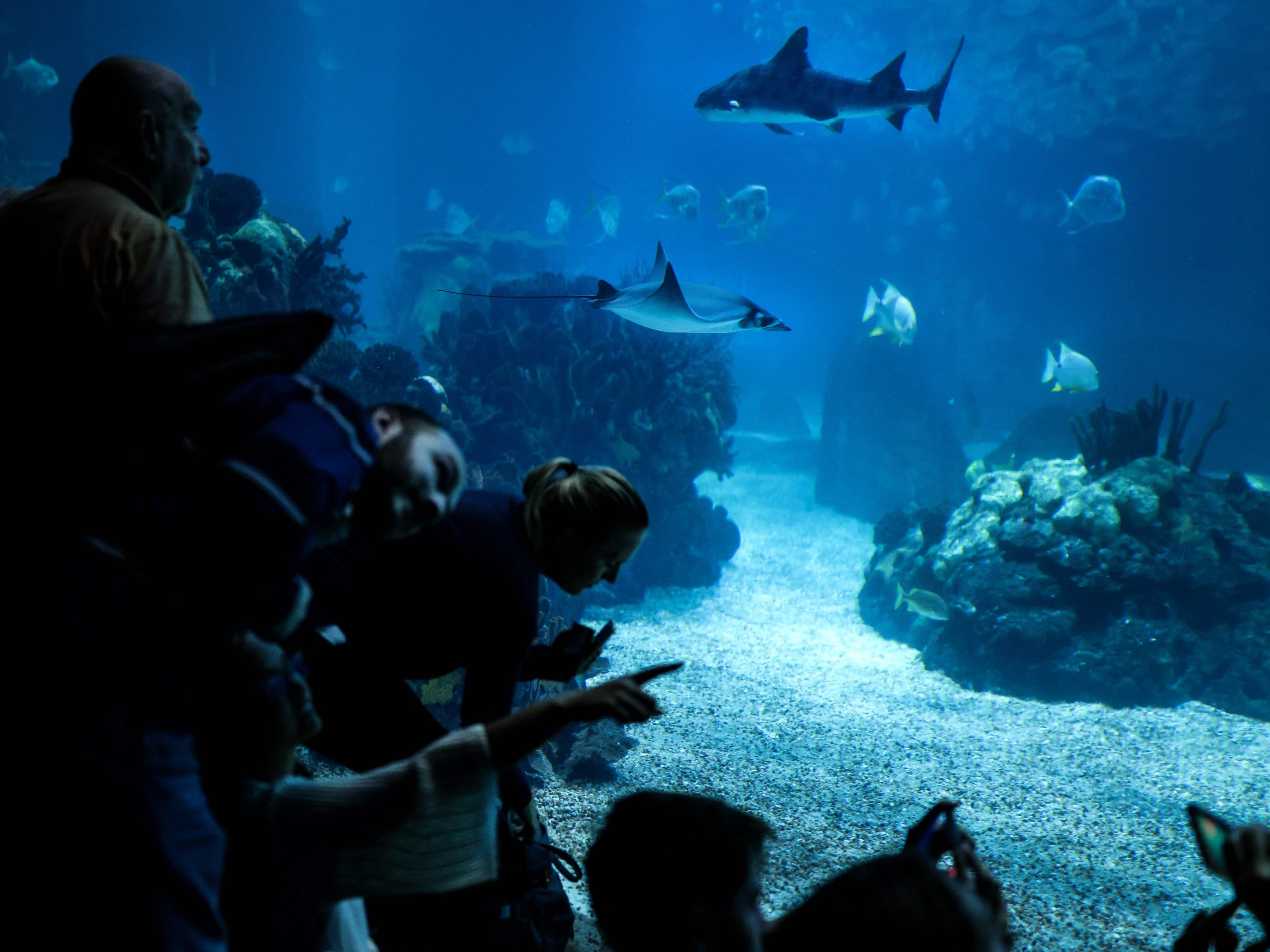 Besucher bestaunen am 9. Oktober das Ozeanarium von Lissabon. Besucher bestaunen am 9. Oktober das Ozeanarium von Lissabon.