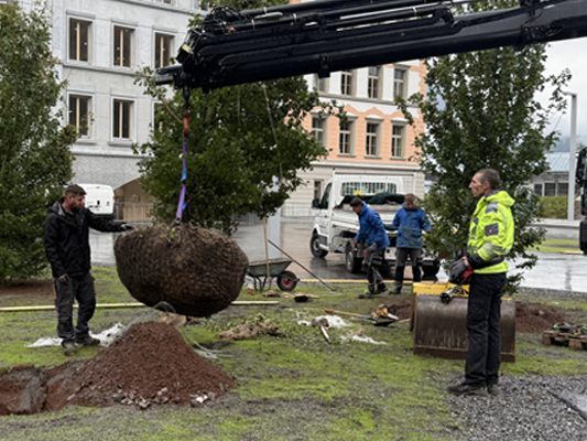 Neue-B-ume-f-r-die-Schule-im-Park-