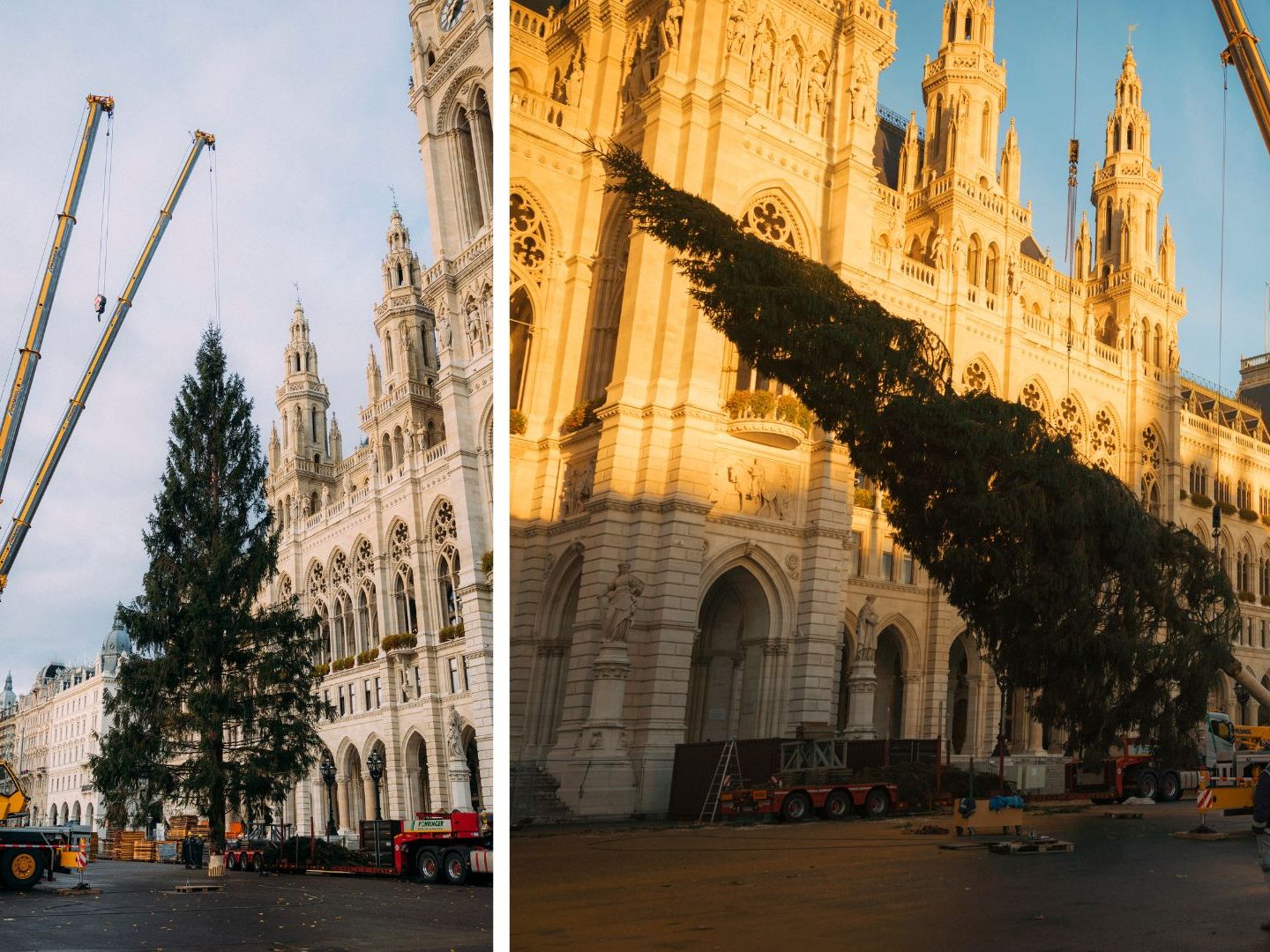 Der Weihnachtsbaum am Wiener Christkindlmarkt stammt heuer aus Tirol.