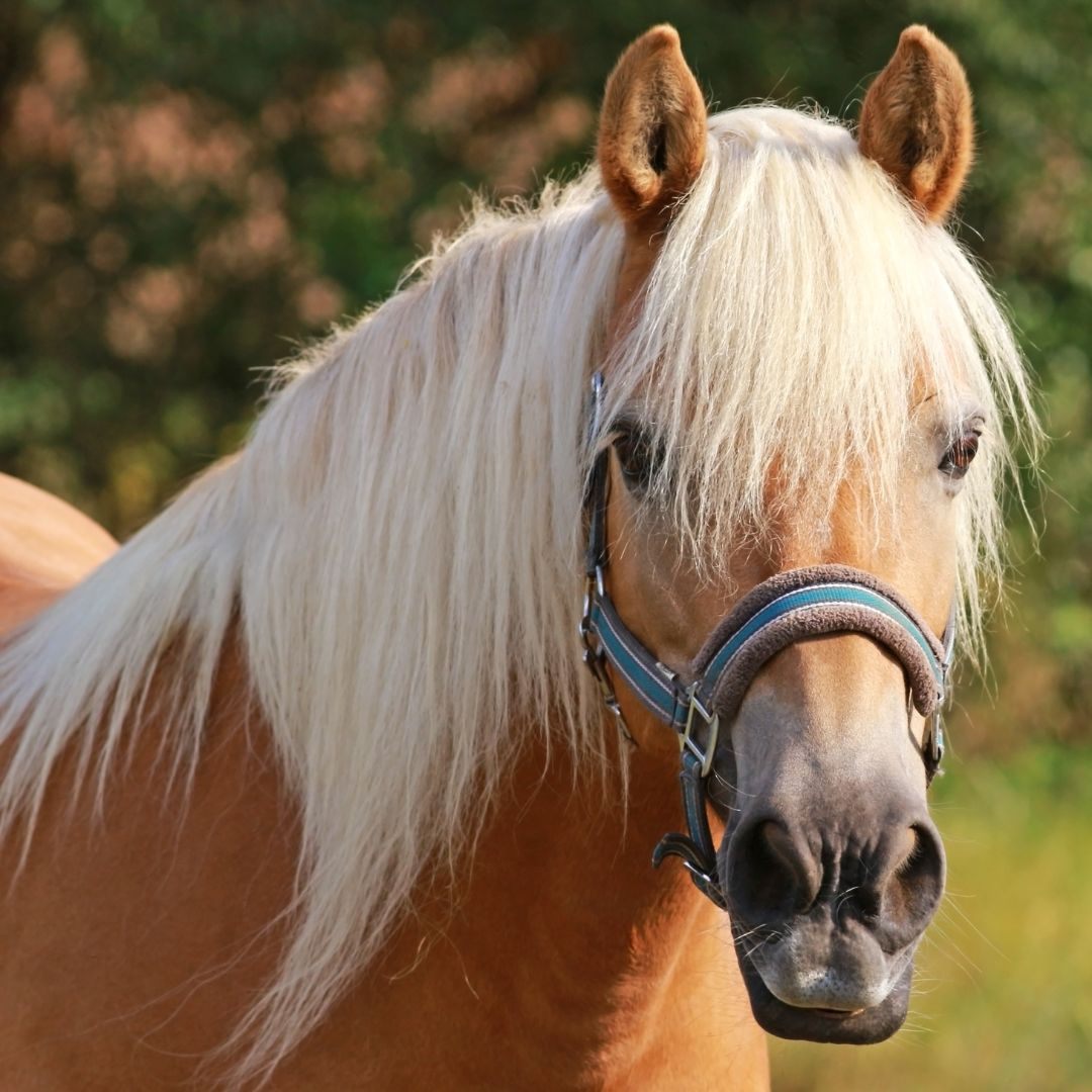 Das Pferd wurde tierärztlich versorgt.