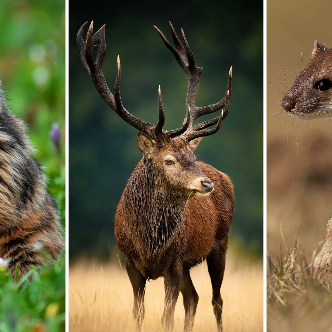 Zur Auswahl stehen das Alpenmurmeltier, der Rothirsch und das Mauswiesel.