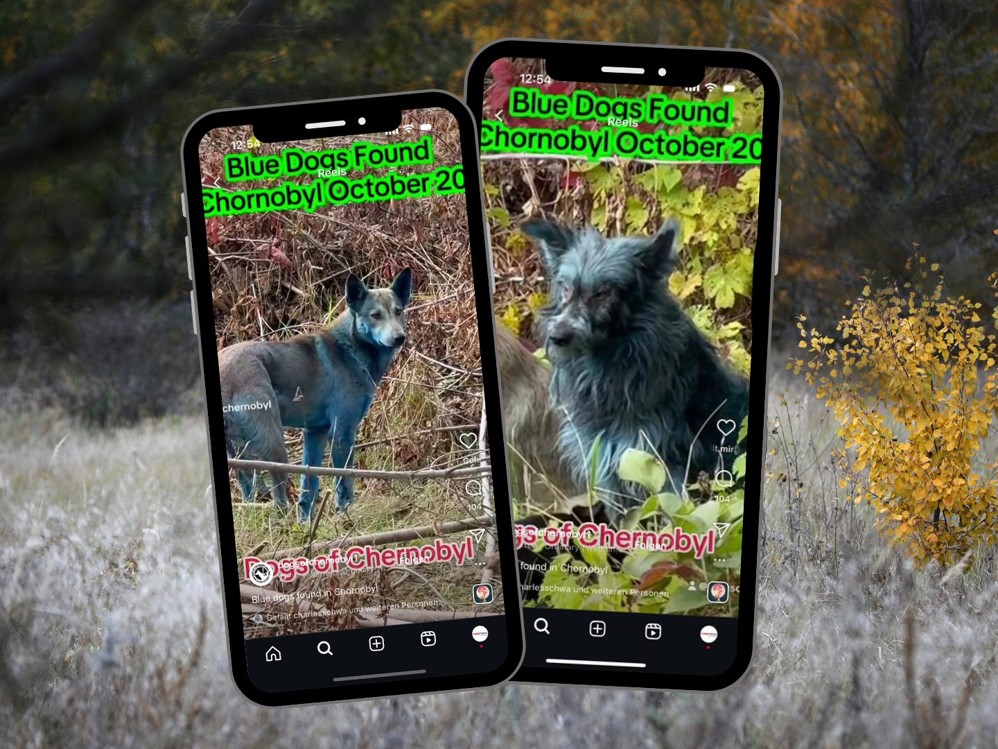 Hunde mit blauen Fell in Tschernobyl entdeckt – Gefahr aus der Sperrzone?
