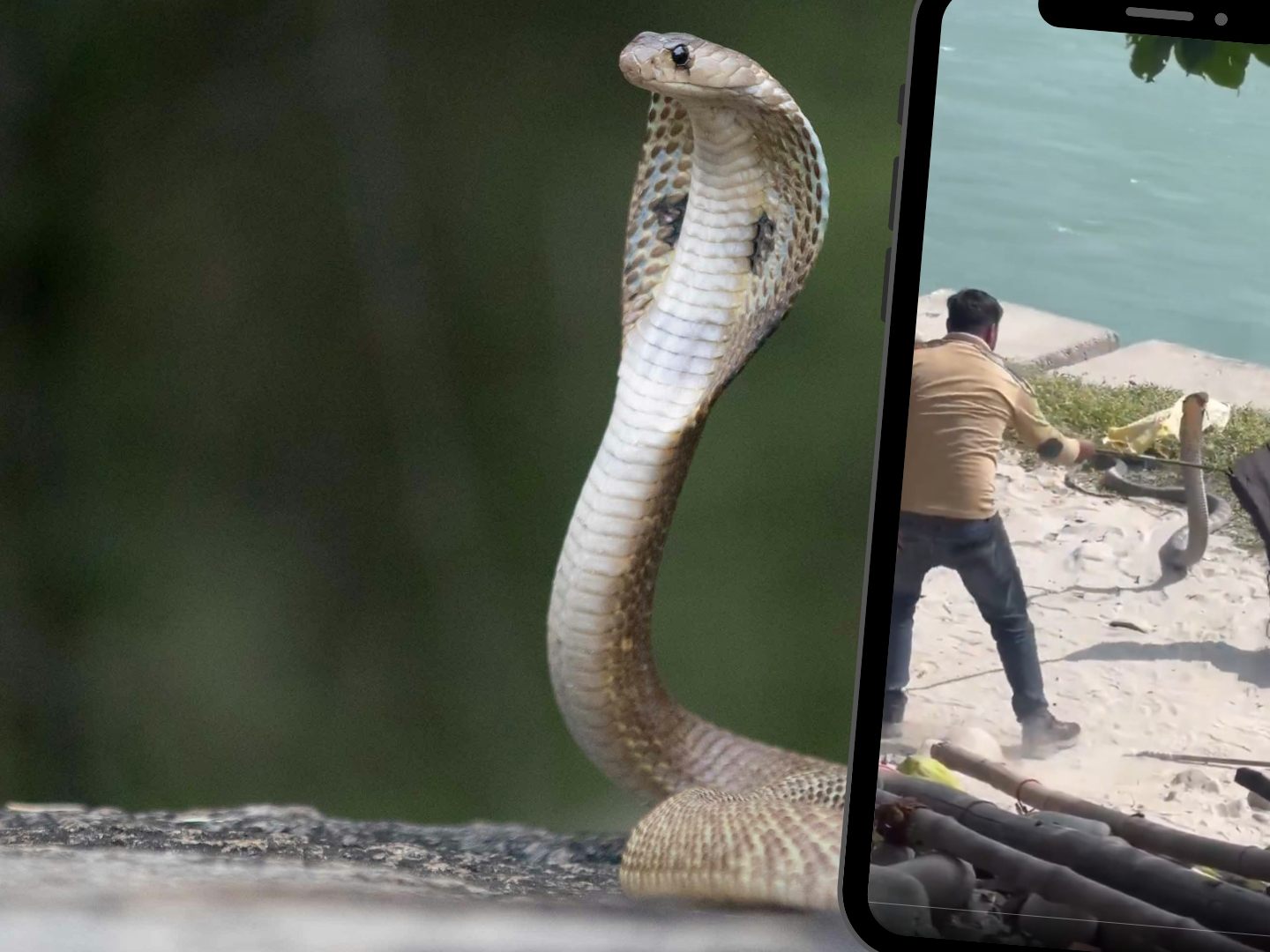 Die Königskobra ist die größte Giftschlange der Welt.