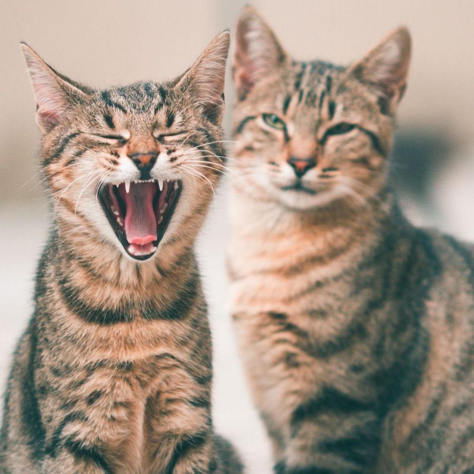 Wie funktioniert harmonisches Zusammenleben mit mehreren Katzen?