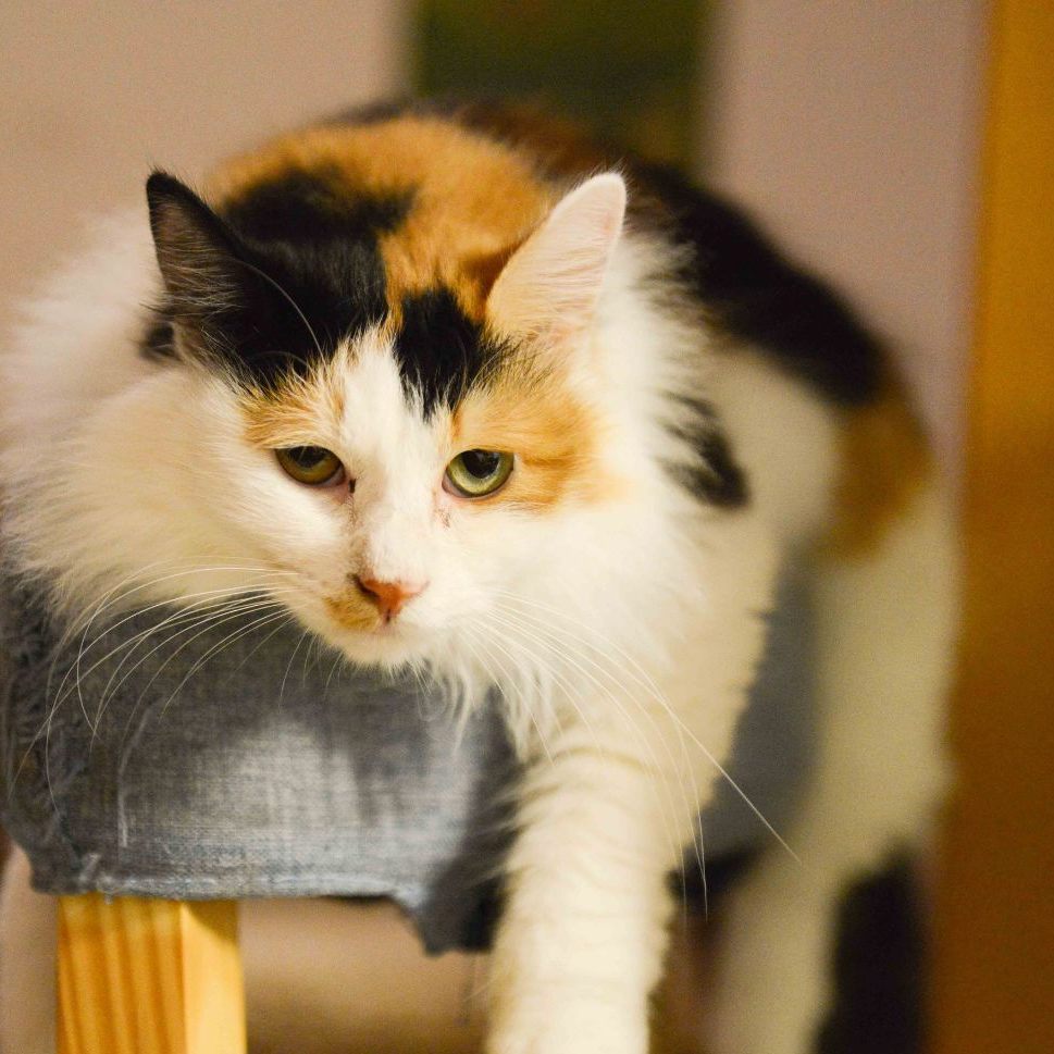 Wie kann man Hauskatzen artgerecht beschäftigen, Frau Warter?