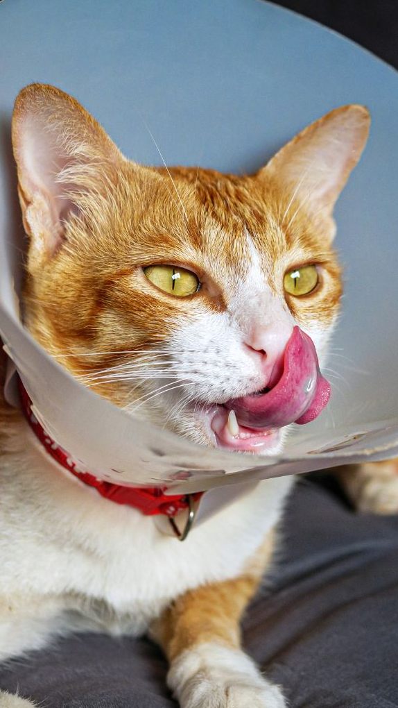 Wie erkennt man, wie es der Katze geht und wann sollte man zum Tierarzt?