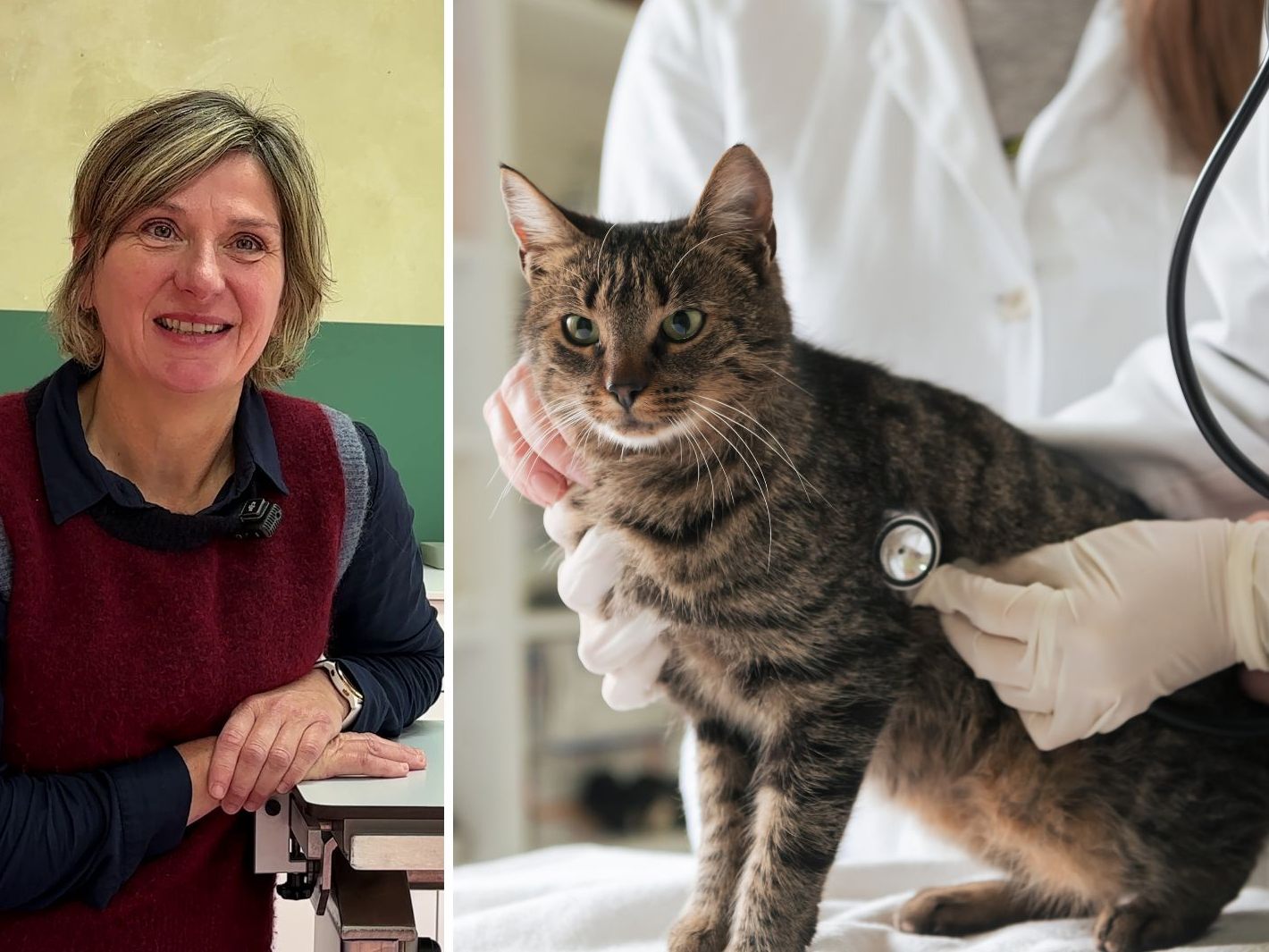 Wie-sinnvoll-ist-Krankenversicherung-f-r-die-Katze-und-was-tut-sich-in-der-Medizin-