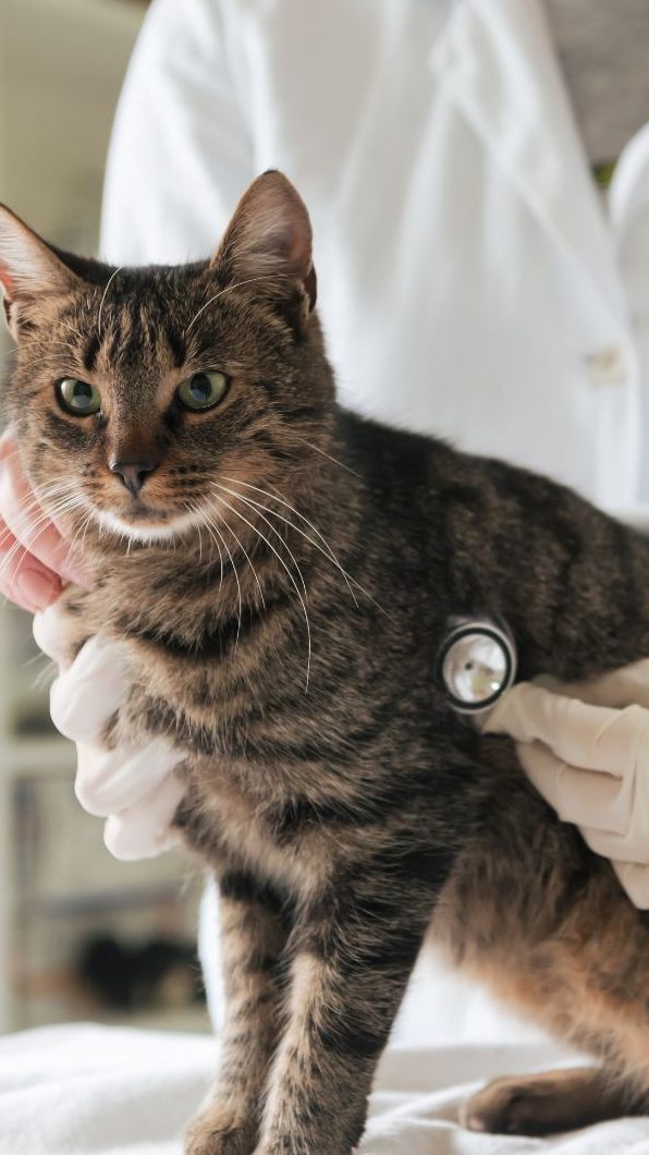 Wie viel Sinn macht eine Krankenversicherung für die Katze?