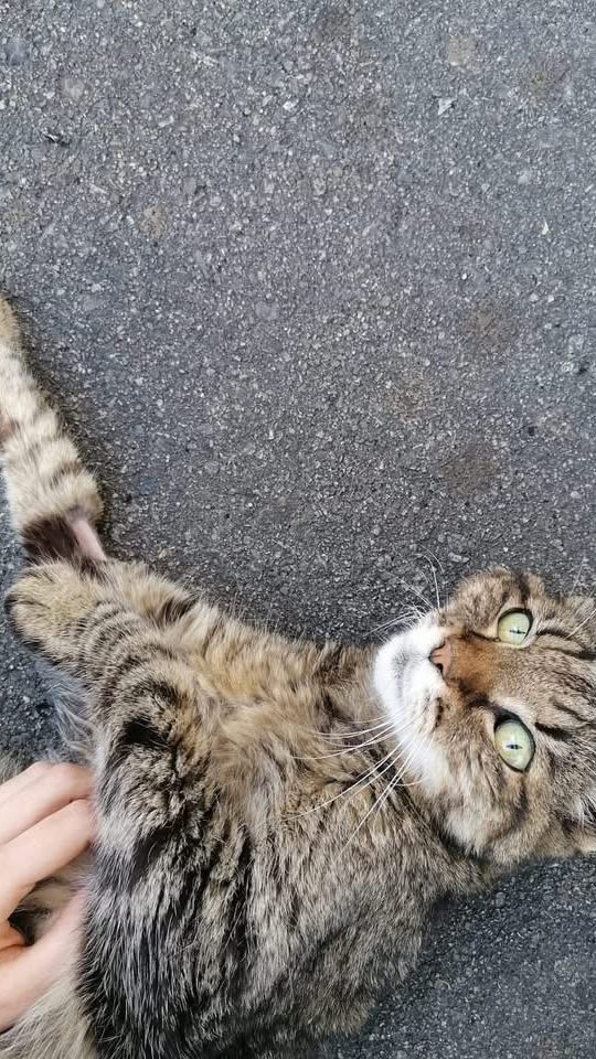Fundkatze