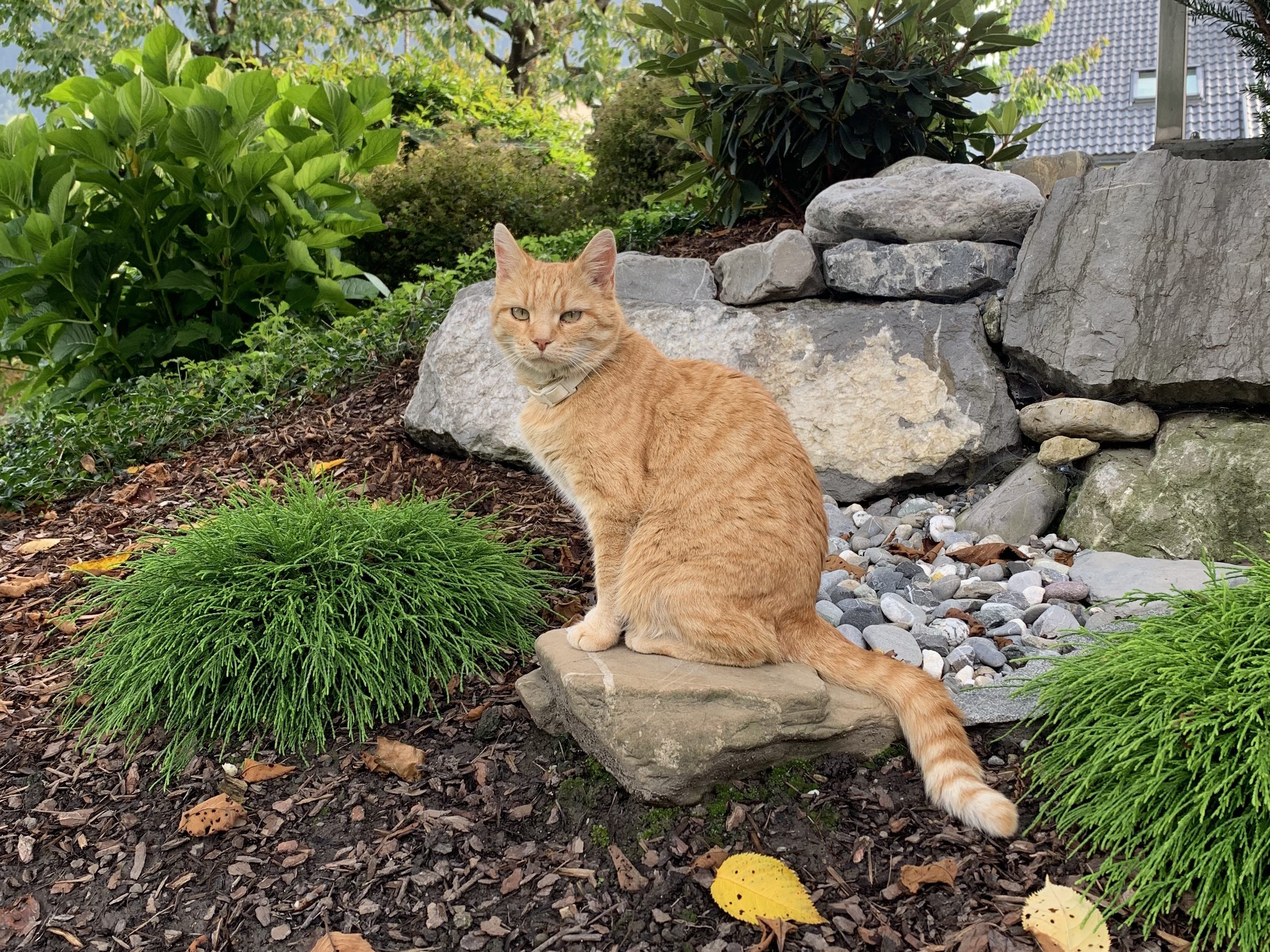 TIGO-in-Bludesch-Gais-vermisst