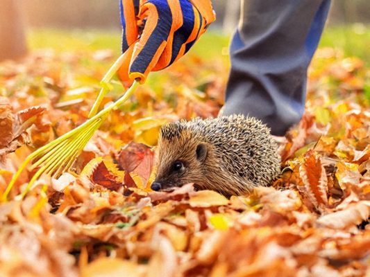 Ein unaufgeräumtes Garteneck wird im Herbst zum Paradies für viele Tiere – Laub und Äste sind wichtiger Lebensraum, nicht nur „Gartenabfall“. Ein unaufgeräumtes Garteneck wird im Herbst zum Paradies für viele Tiere – Laub und Äste sind wichtiger Lebensraum, nicht nur „Gartenabfall“.