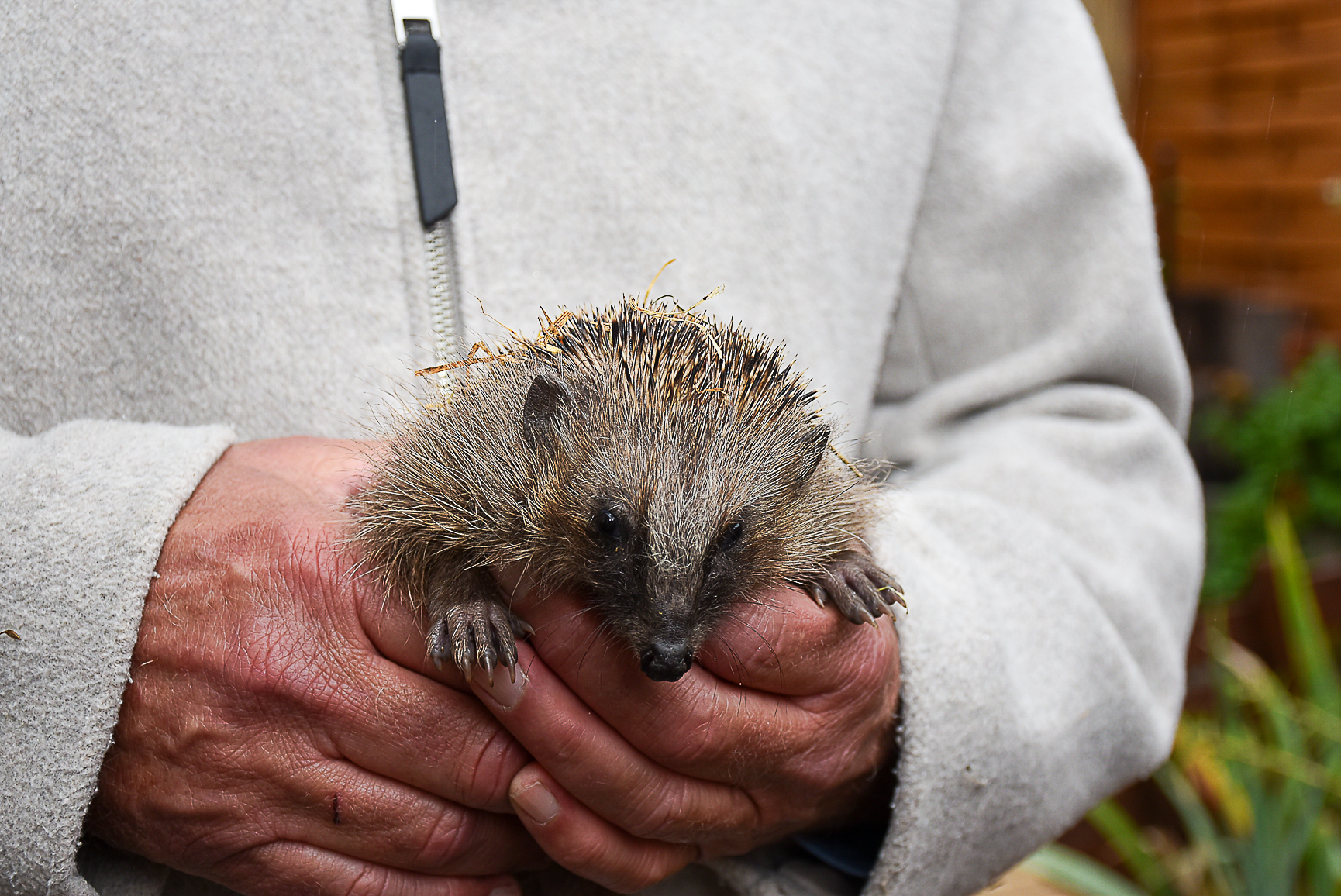Für die Pflege der Igel werden noch helfende Hände gesucht.