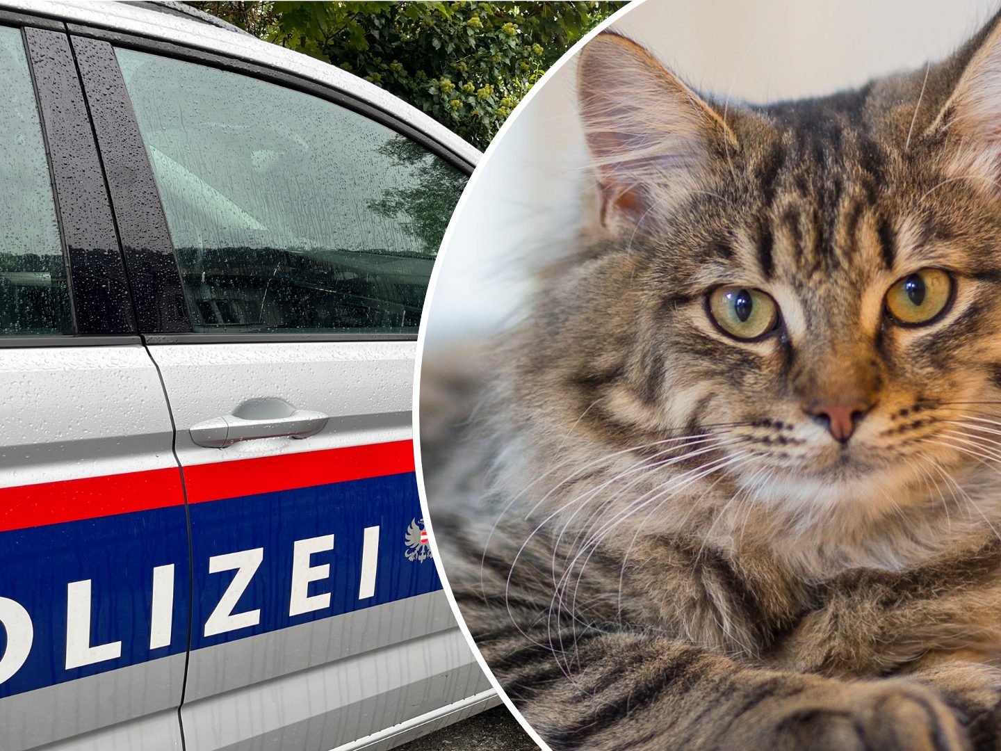 Keine Spur im Fall der kopflosen Katze von Dornbirn