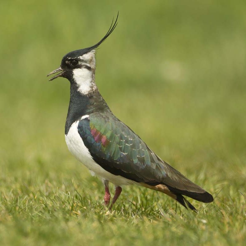 Ein Kiebitz ist schwarzweiß gefärbt, mit metallisch grünem Glanz am Rücken, und hat eine lange, dünne Federholle am Hinterkopf.