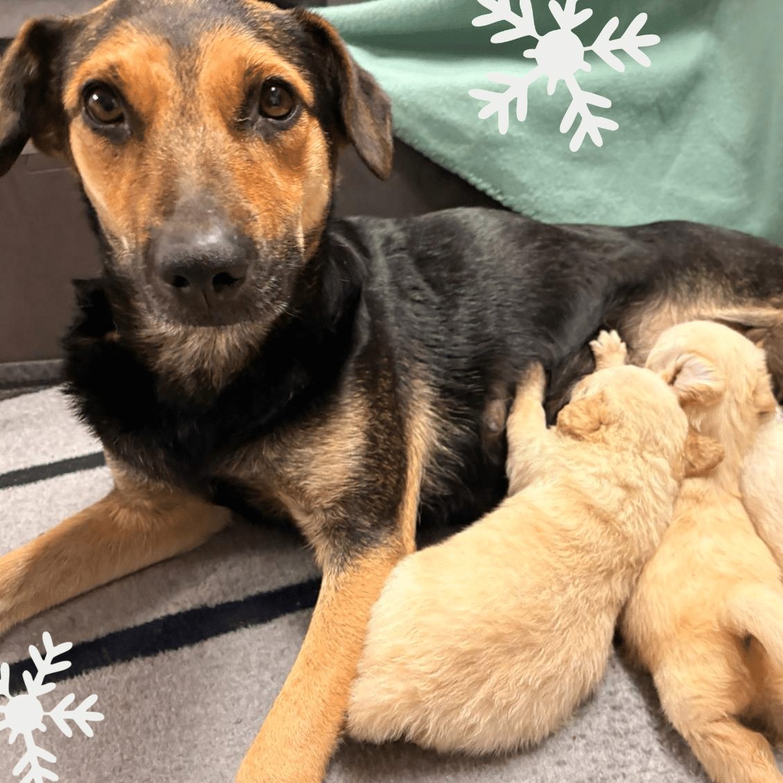 Mila mit ihren Welpen.