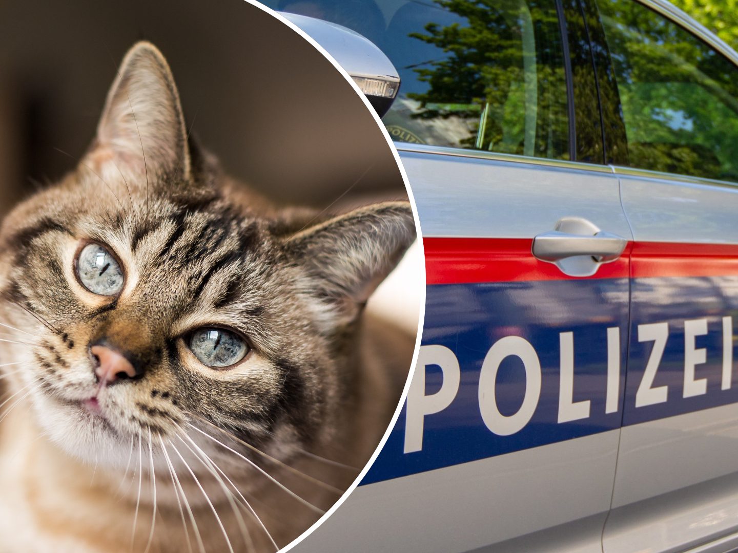 Katze enthauptet: 2.000 Euro für entscheidende Hinweise