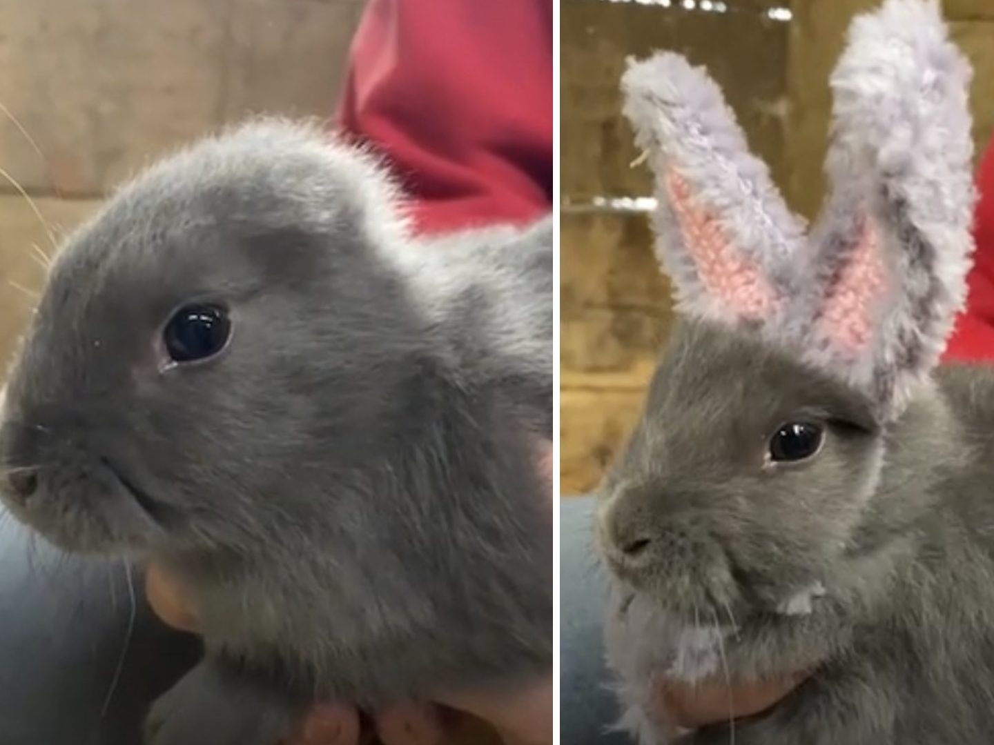 Kreativer Umgang mit Gendefekt bei Kaninchen Kreativer Umgang mit Gendefekt bei Kaninchen