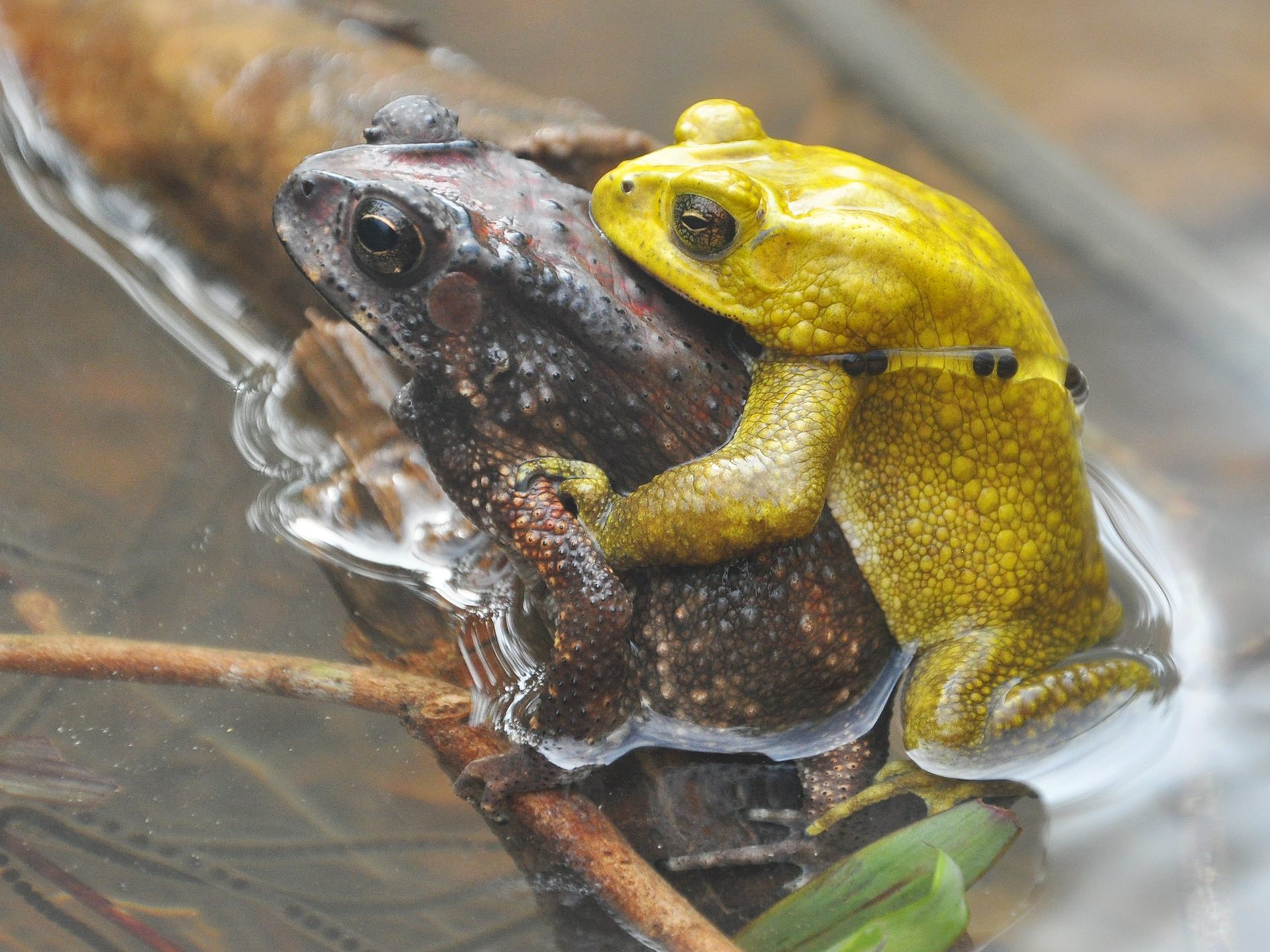 Wiener-Tiergarten-Sch-nbrunn-erforscht-Farbwechsel-bei-exotischen-Kr-ten