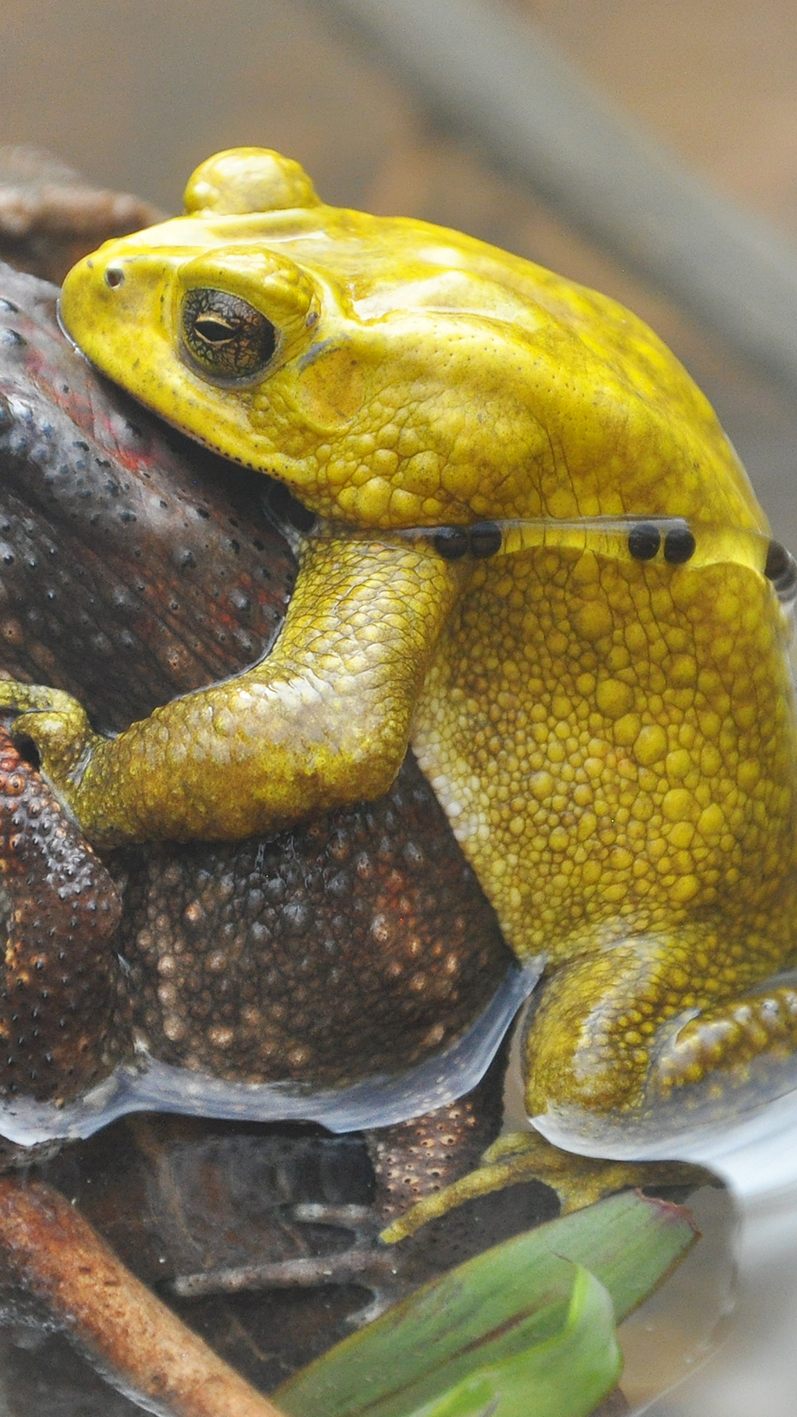 Ein gelbes Schwarznarbenkröten-Männchen klammert ein Weibchen während der Paarungszeit.
