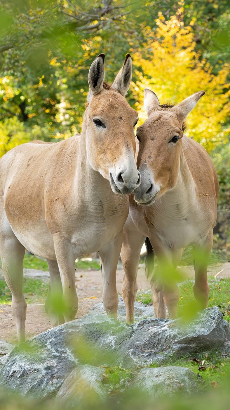Zwei Onager für Wiener Tiergarten Schönbrunn.
