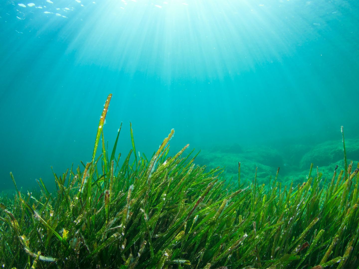 Die Seegraswiesen in Italien gehen zurück. Die Seegraswiesen in Italien gehen zurück.