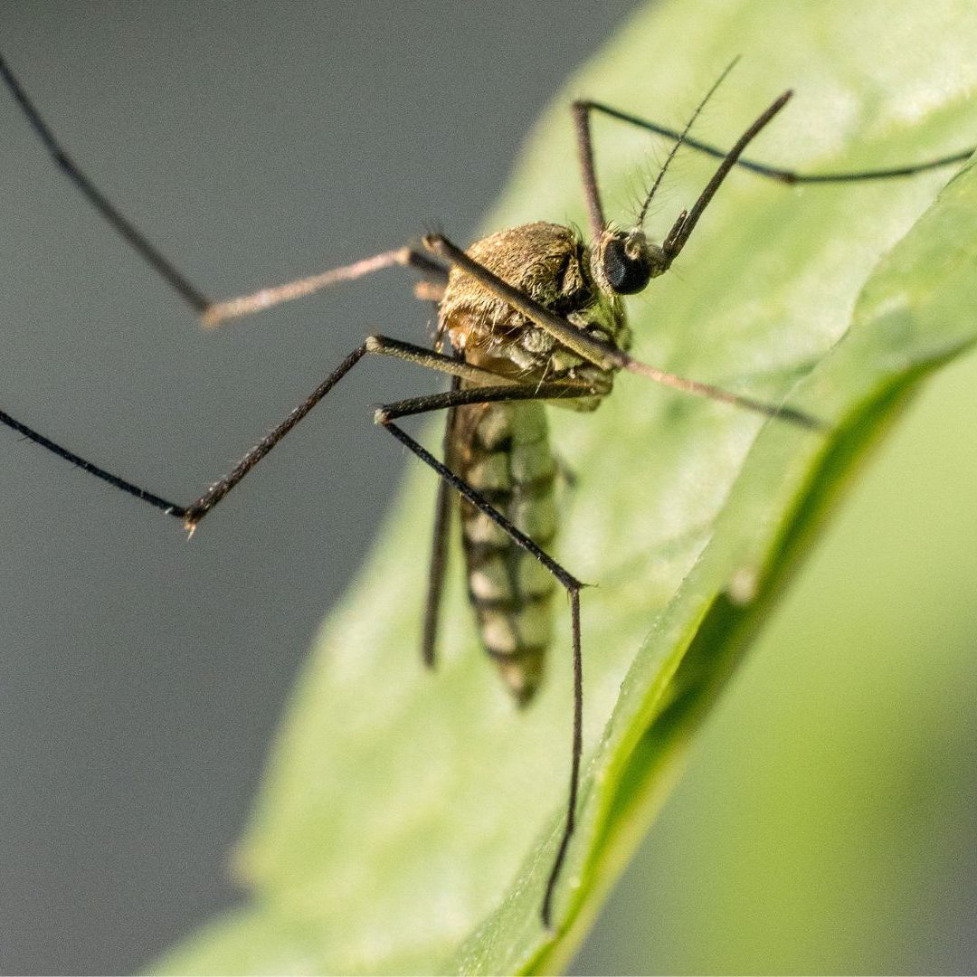Stechmücken verbreiten sich in Europa immer mehr.