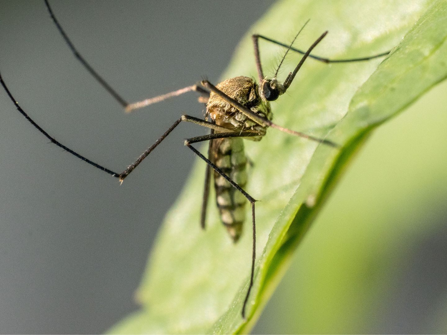 Stechmücken verbreiten sich in Europa immer mehr. Stechmücken verbreiten sich in Europa immer mehr.