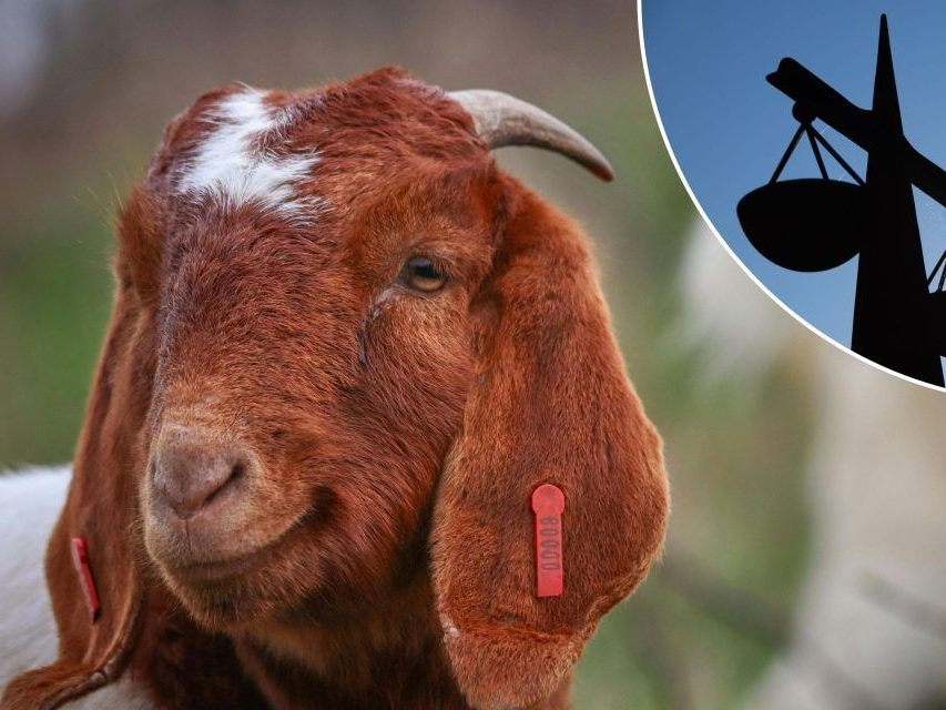 Ziegen-verenden-lassen-Tierqu-ler-bezahlte-Diversion-nicht