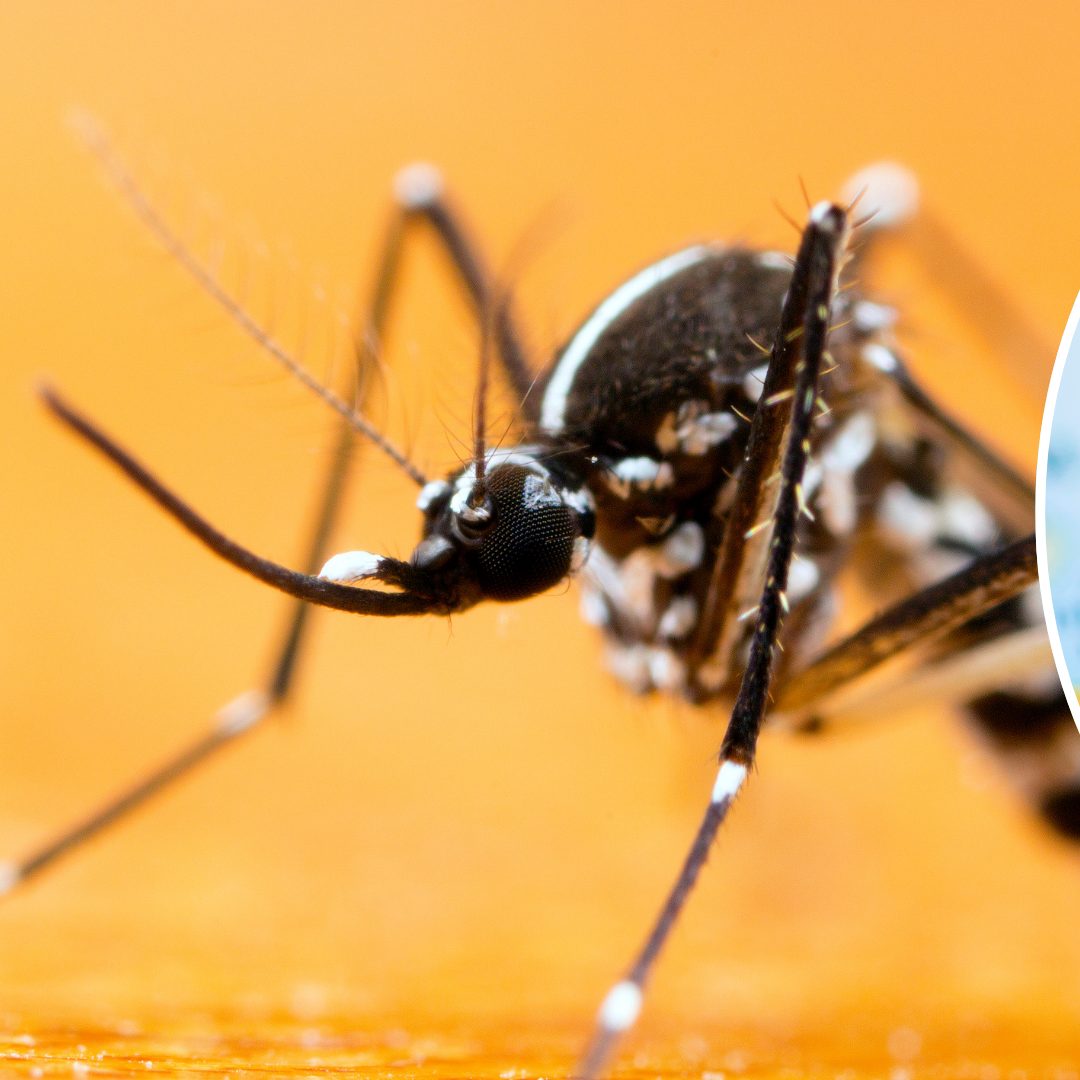 Tigermücke sorgt für neue Virusgefahr – 16 Länder betroffen