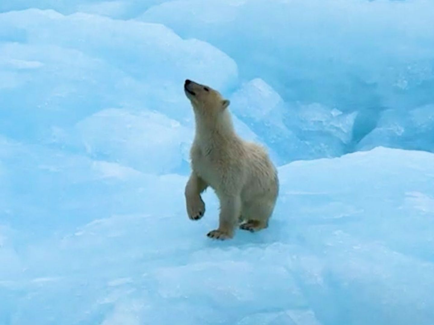 Ein Abenteurer filmte den Eisbären hautnah. Ein Abenteurer filmte den Eisbären hautnah.