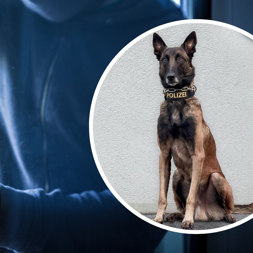 Spürnase "Chase" hatte den richtigen Riecher.