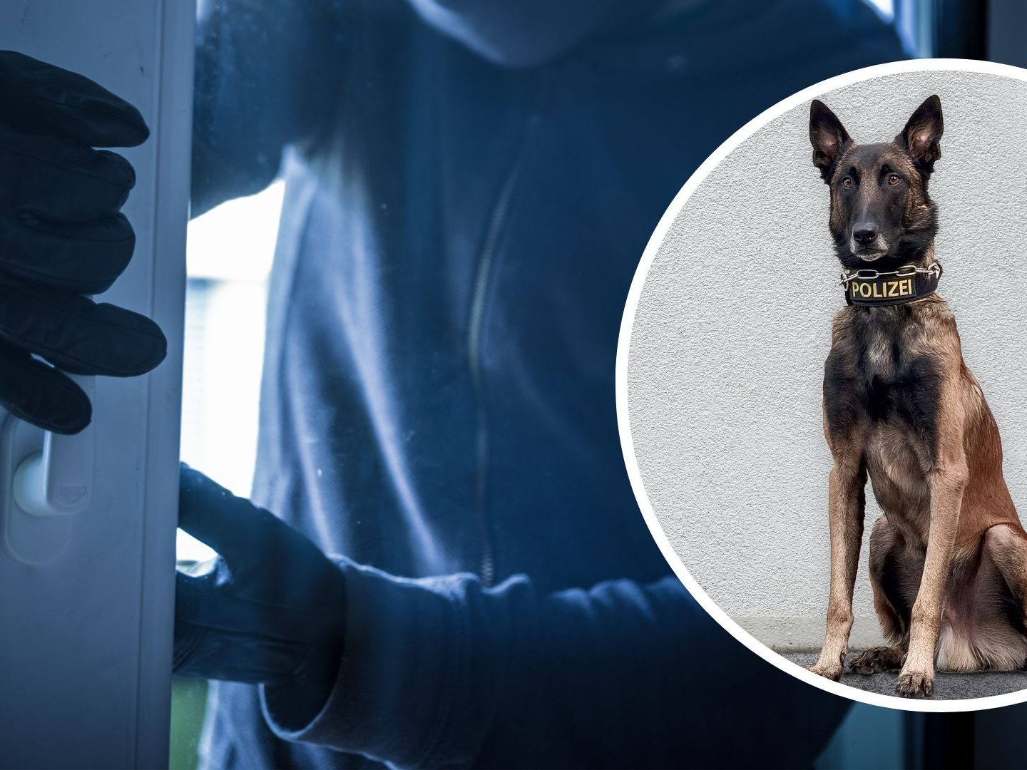 Spürnase "Chase" hatte den richtigen Riecher. Spürnase "Chase" hatte den richtigen Riecher.