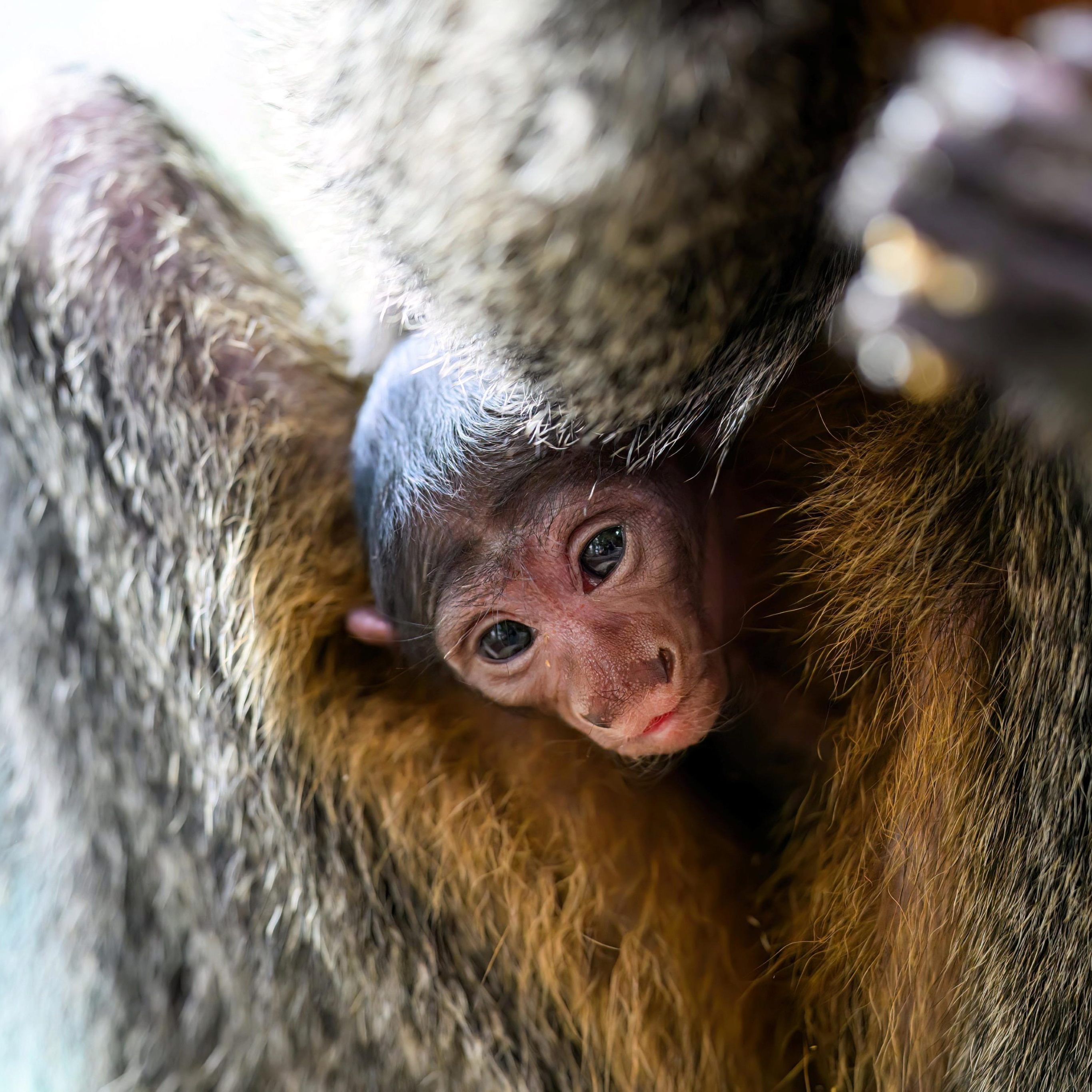Haus des Meeres informierte über Nachwuchs.