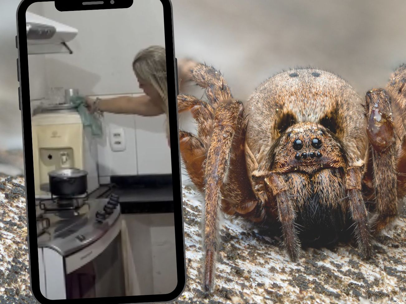In Brasilien wollte eine Frau eine riesige Spinne nach draußen befördern – doch der Plan ging gründlich schief.