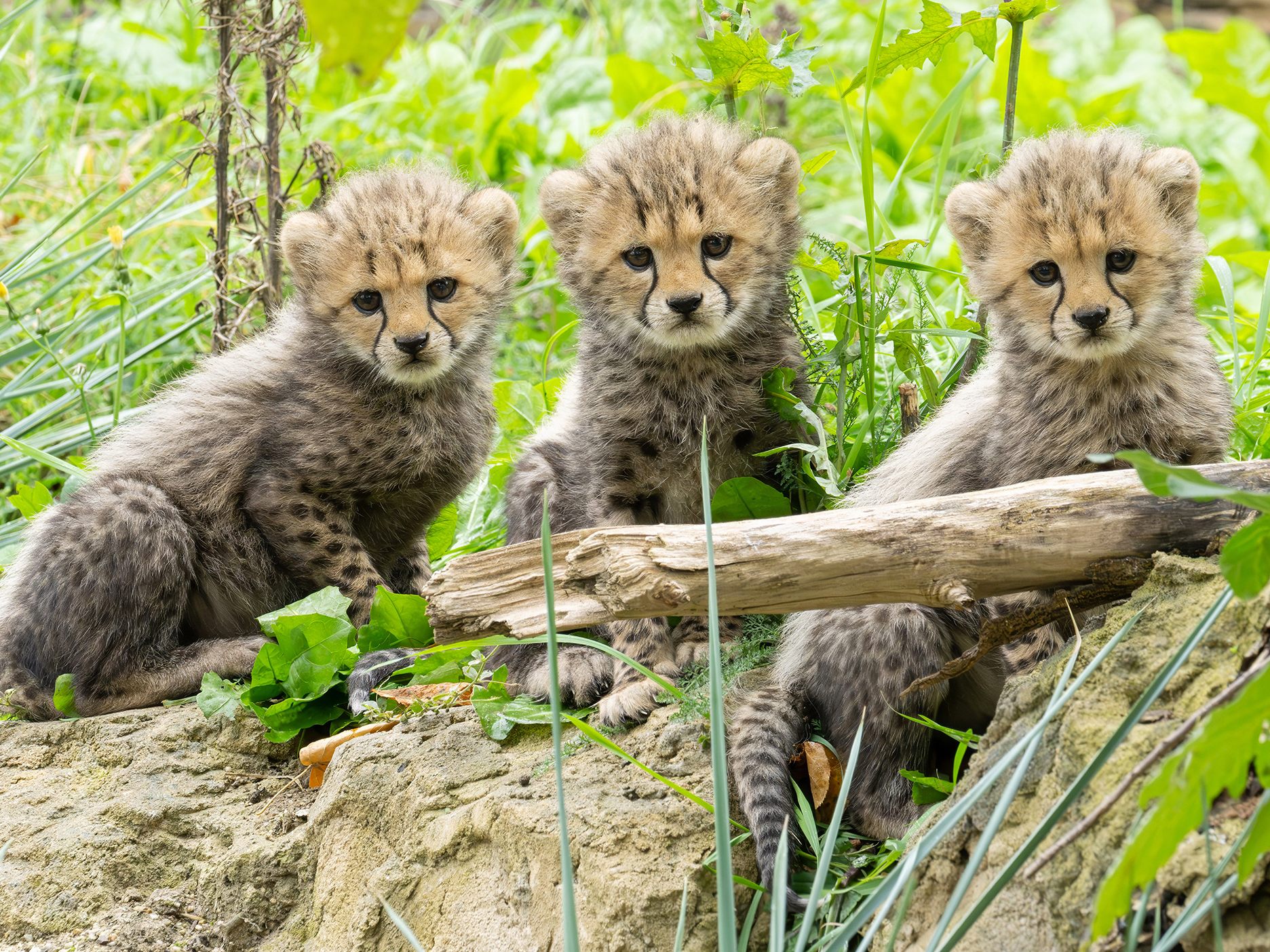 Dreifacher Nachwuchs gibt es bei den Geparden im Tiergarten Schönbrunn. Dreifacher Nachwuchs gibt es bei den Geparden im Tiergarten Schönbrunn.