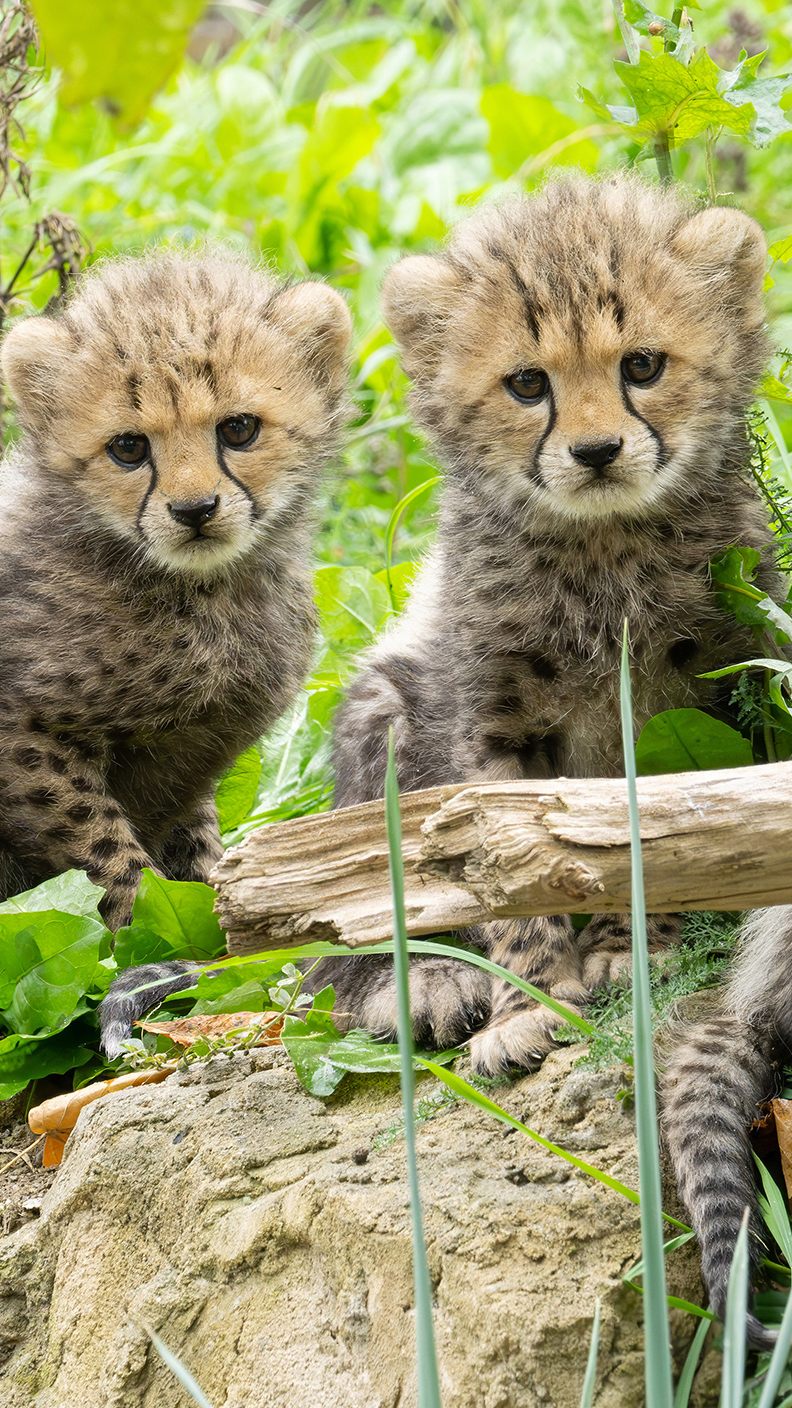 Dreifacher Nachwuchs gibt es bei den Geparden im Tiergarten Schönbrunn.