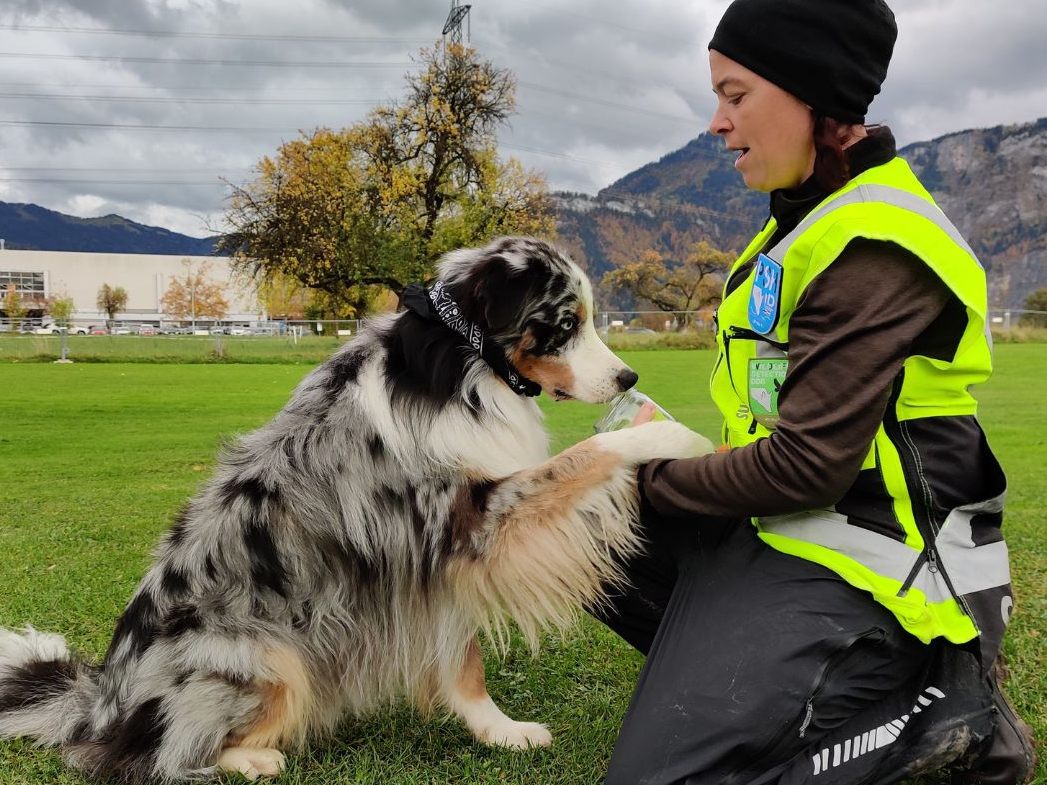 Inuki hilft bei Fledermaus-Suche: Artenspürhund in Vorarlberg im Einsatz für den Naturschutz.