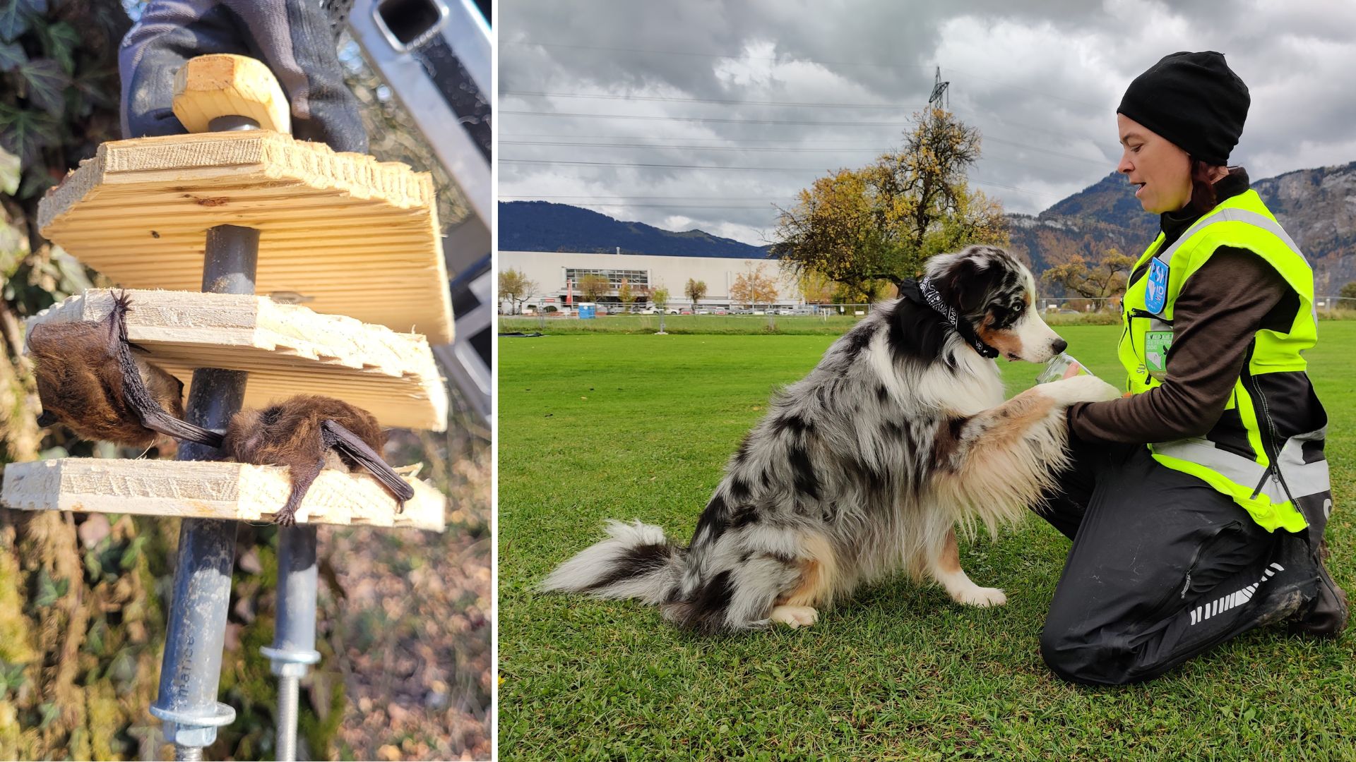 V Vorarlbergu pri iskanju netopirjev pomaga pes za zaščito vrst