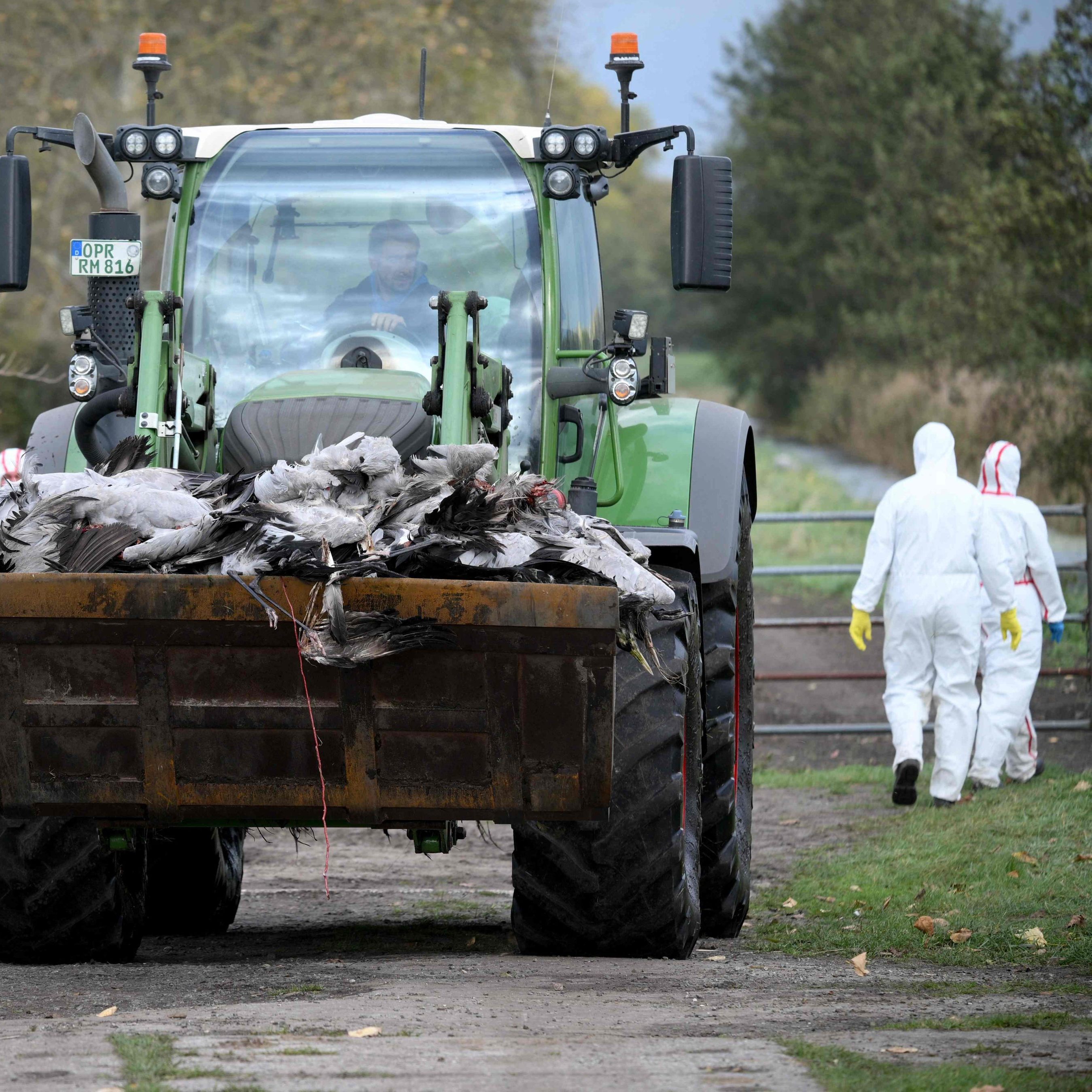 Vogelgrippe breitet sich rasch über ganz Deutschland aus.
