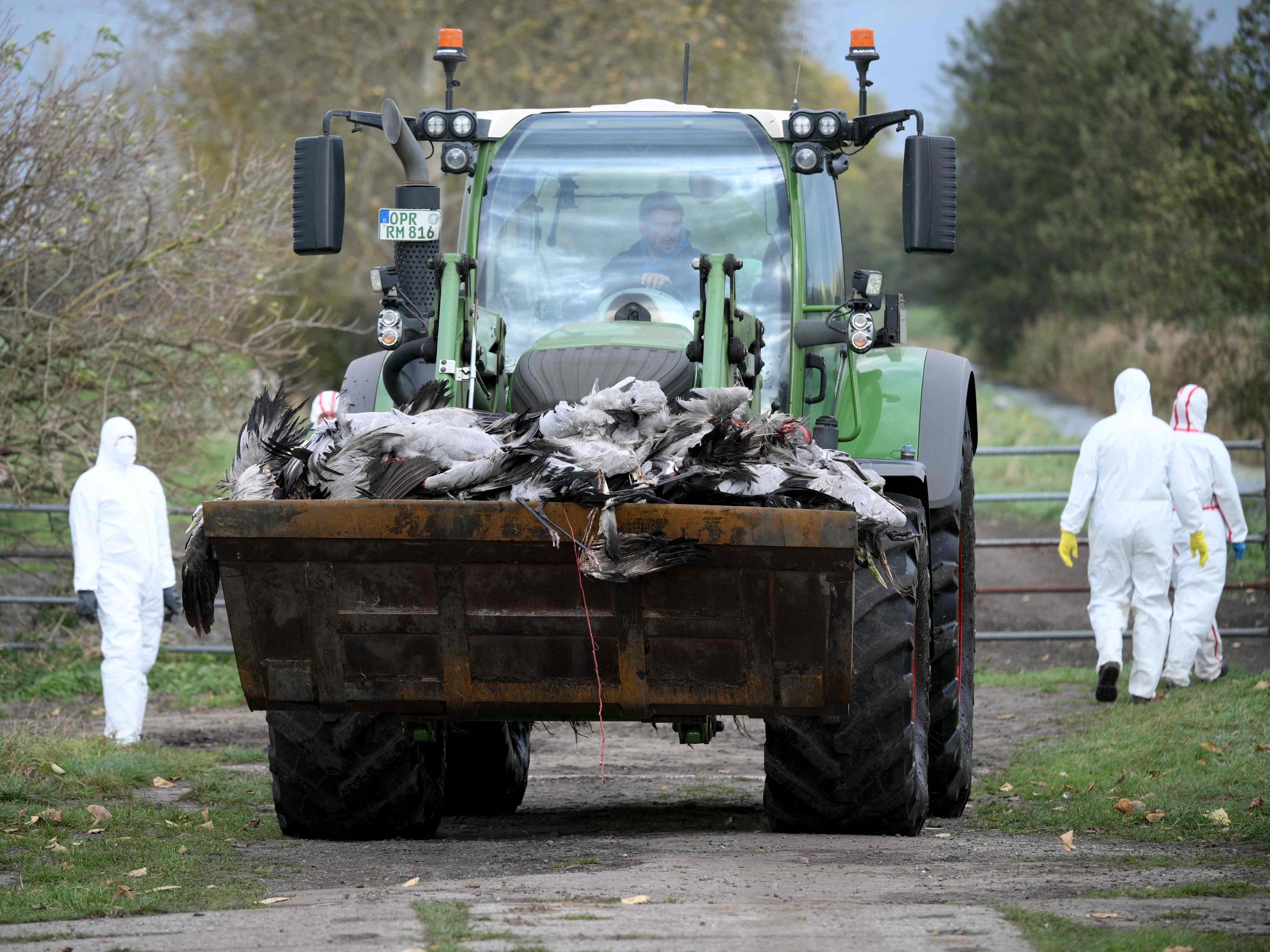 Vogelgrippe breitet sich rasch über ganz Deutschland aus. Vogelgrippe breitet sich rasch über ganz Deutschland aus.