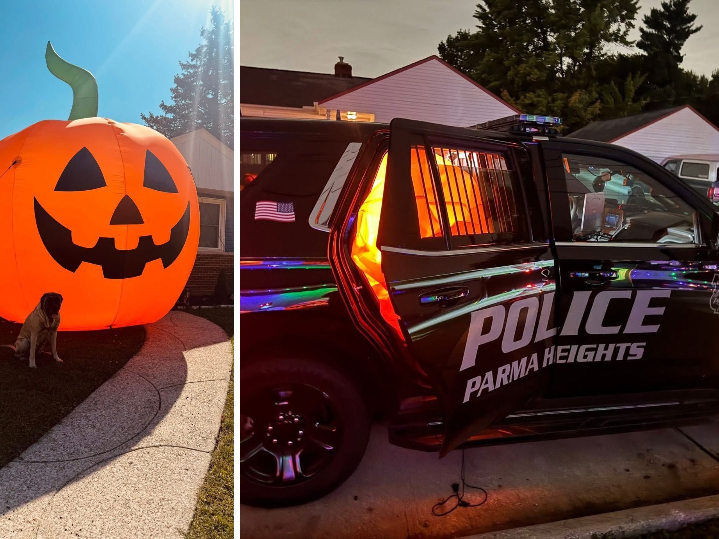 Polizei jagt Riesenkürbis. Polizei jagt Riesenkürbis.