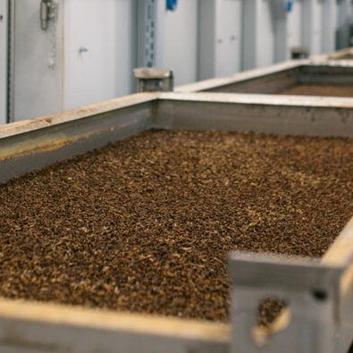 Blick in eine Insekten-Mastanlage von REPLOID. Hier entstehen aus biogenen Reststoffen neue Proteinquellen.